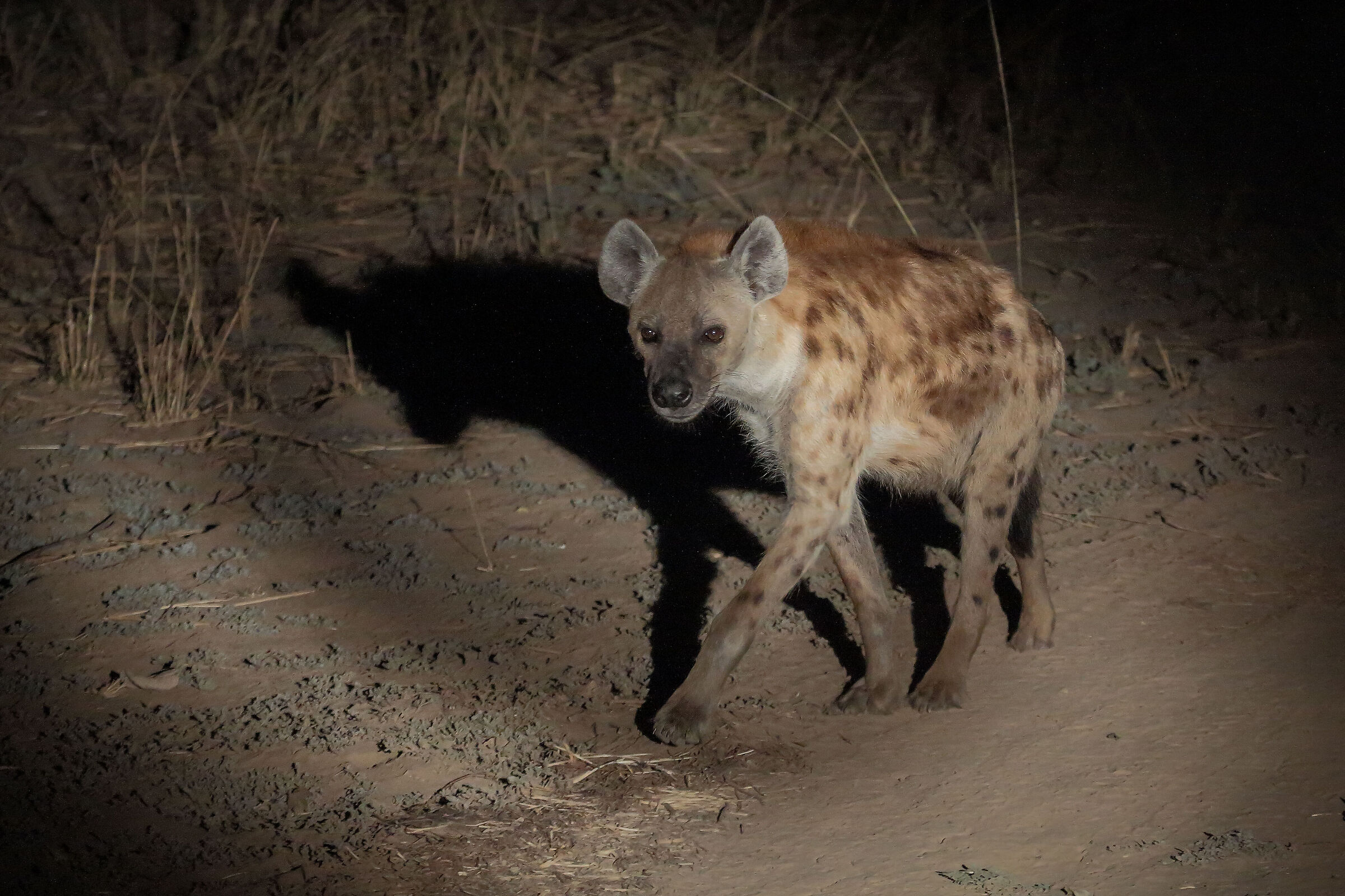 South Luangwa National Park