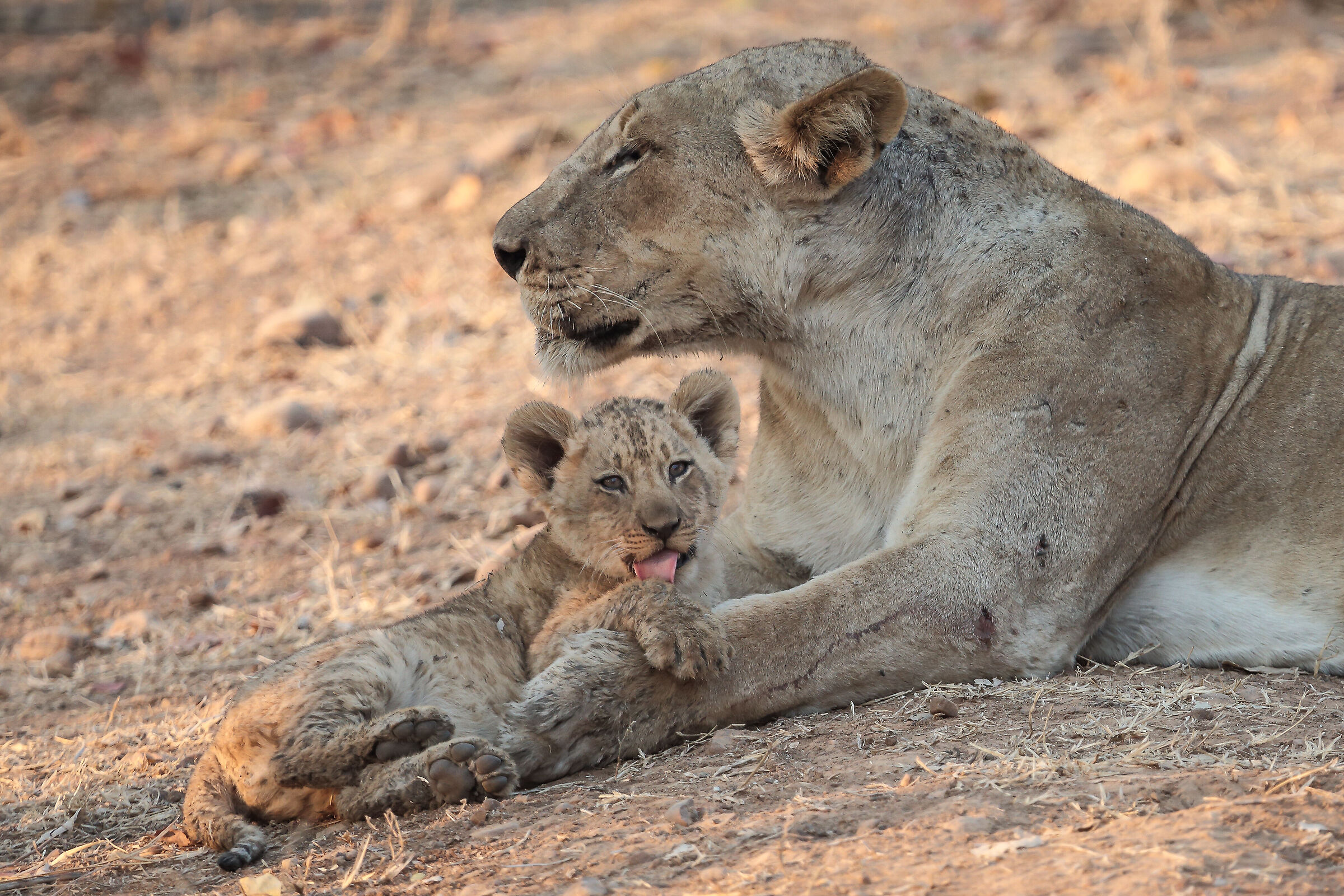 South Luangwa National Park
