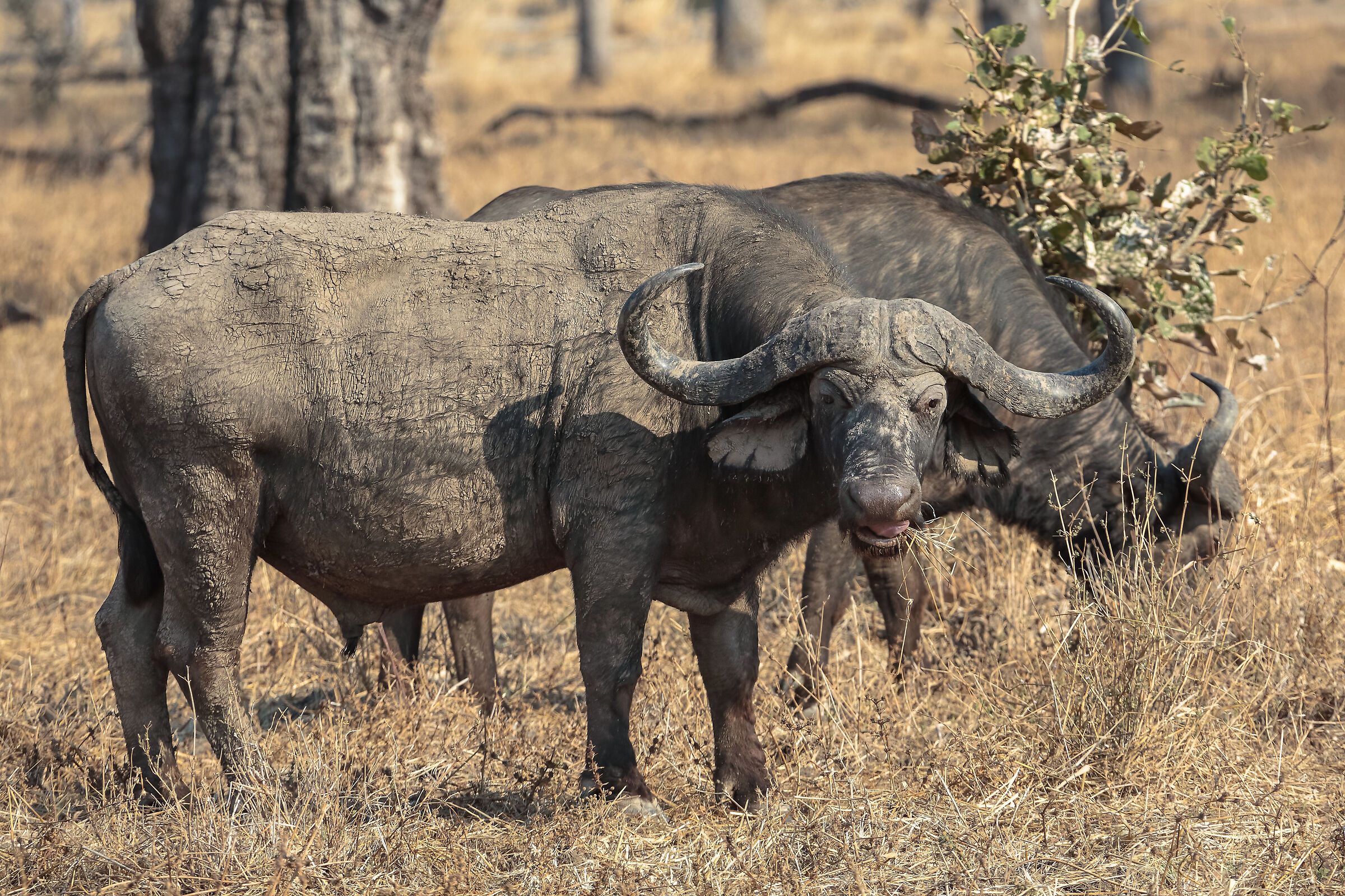 South Luangwa National Park