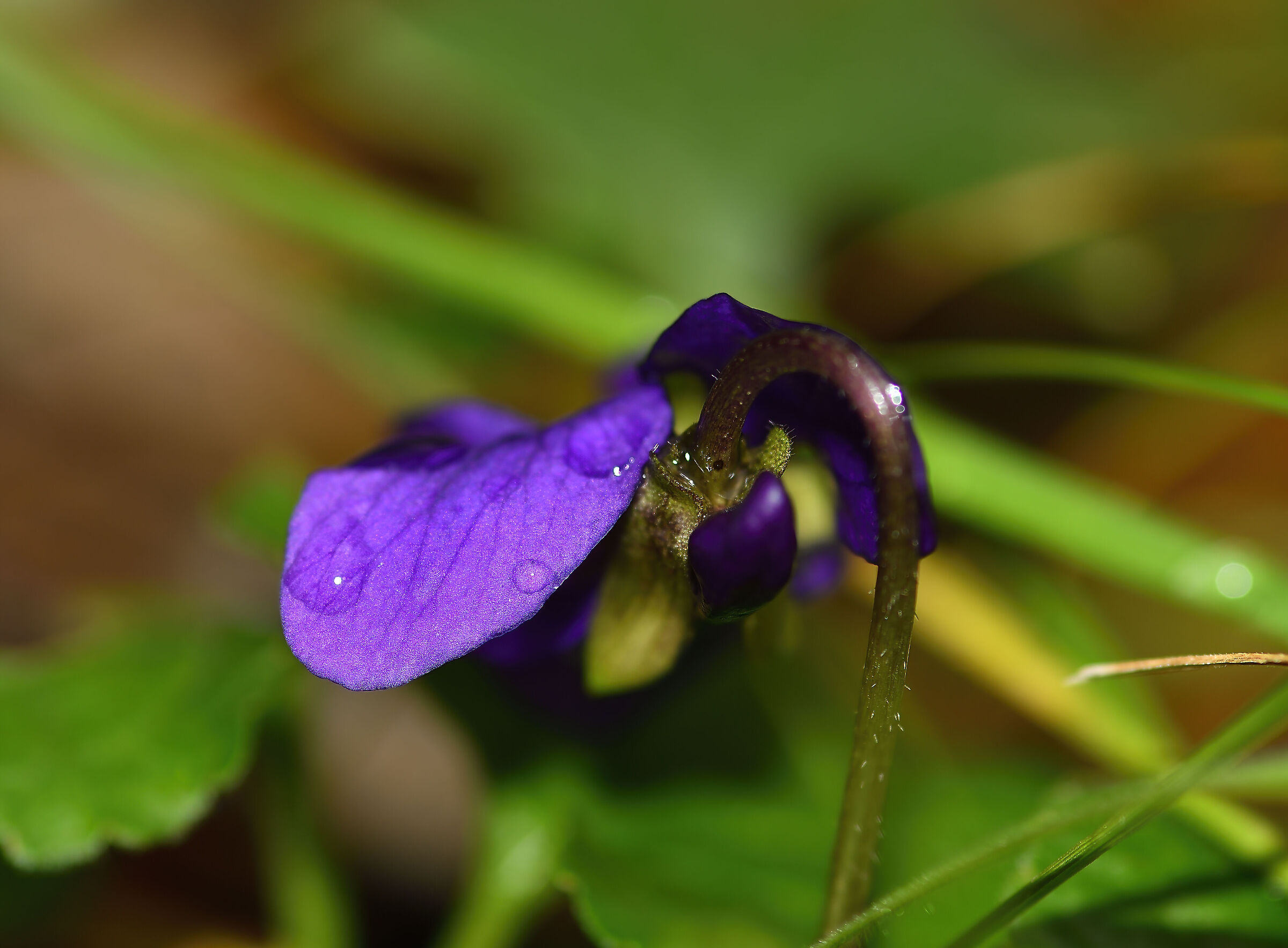 Violetta, in febbraio