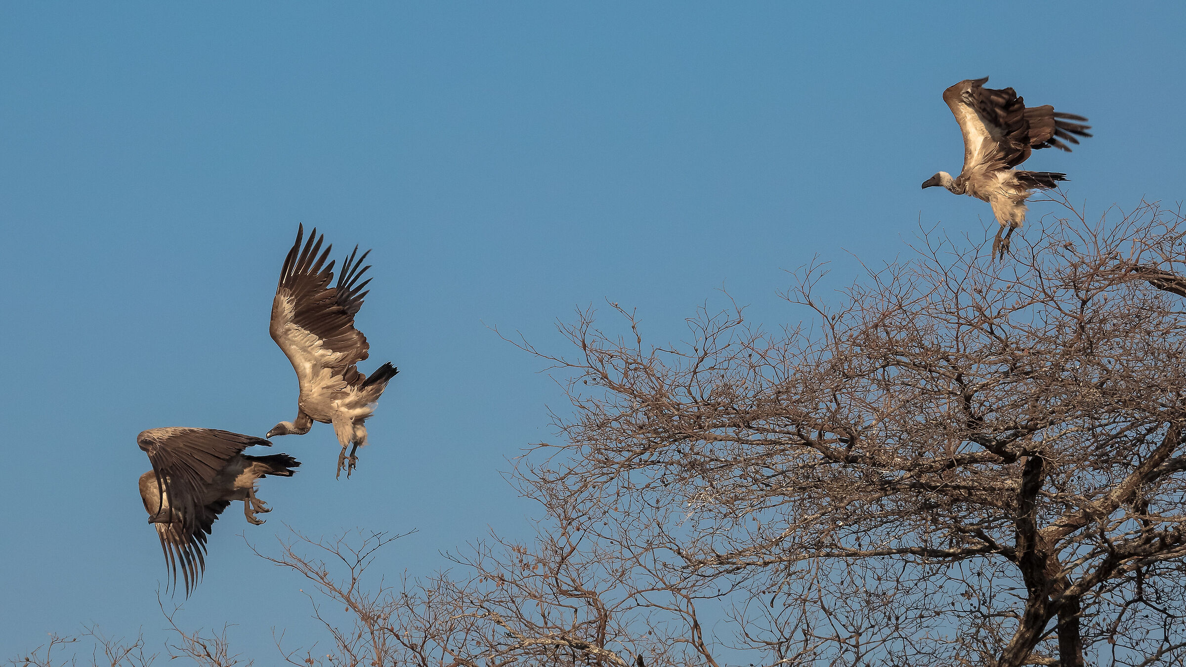 South Luangwa National Park