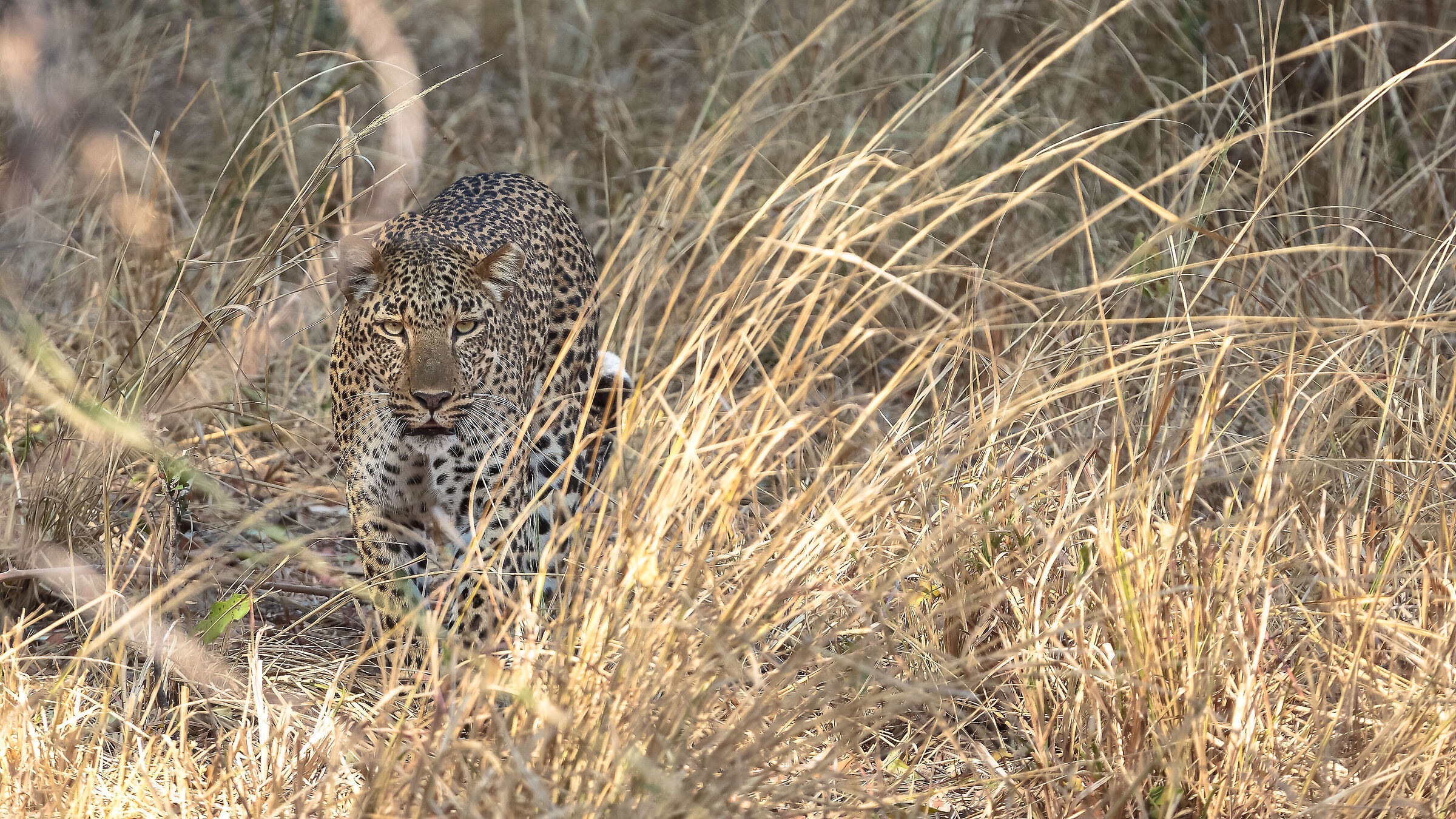 South Luangwa National Park