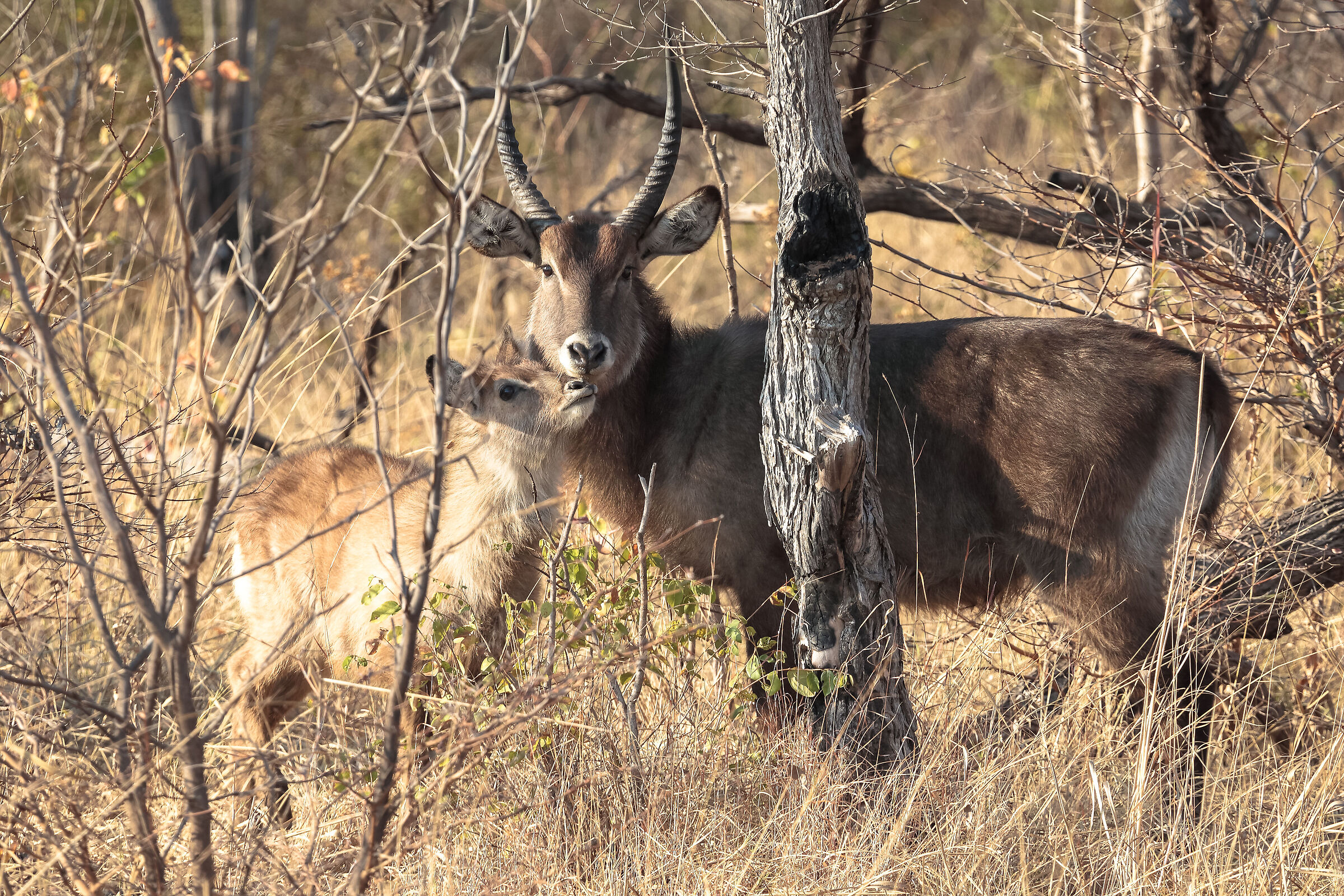 South Luangwa National Park