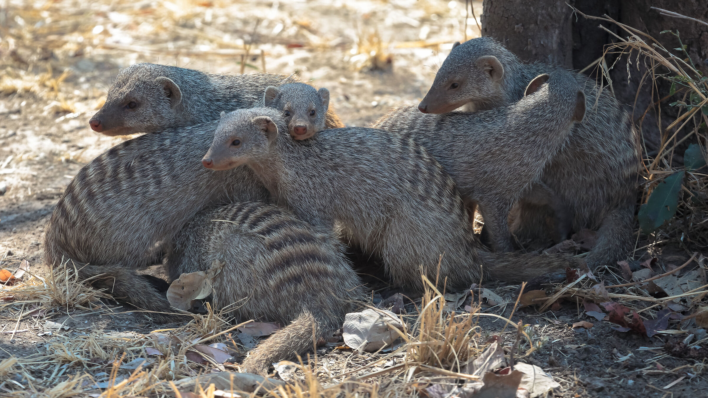 South Luangwa National Park