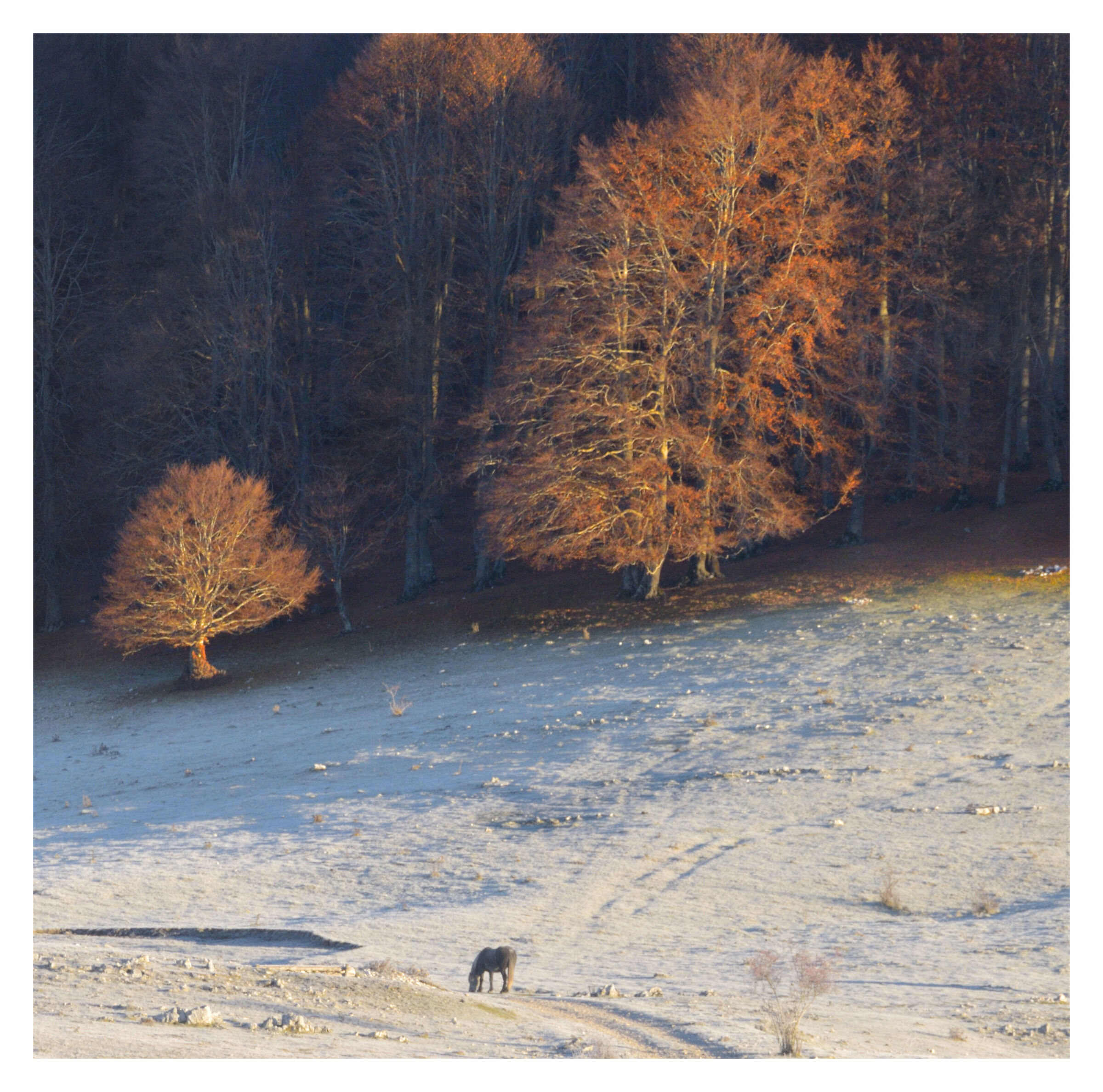 Horse in the highlands