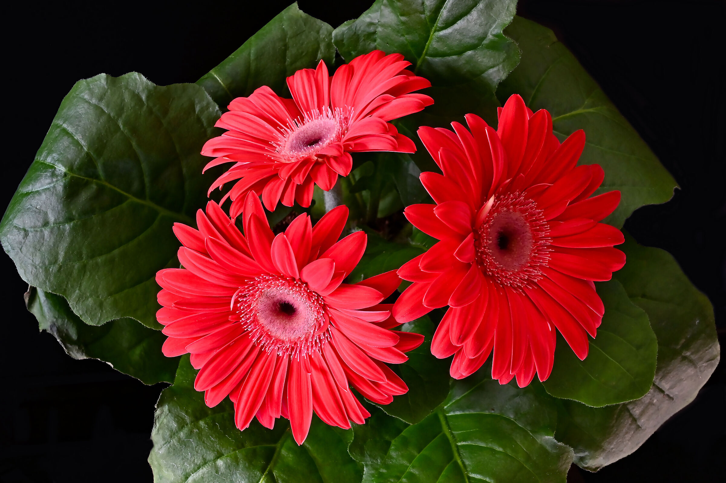 Gerbera