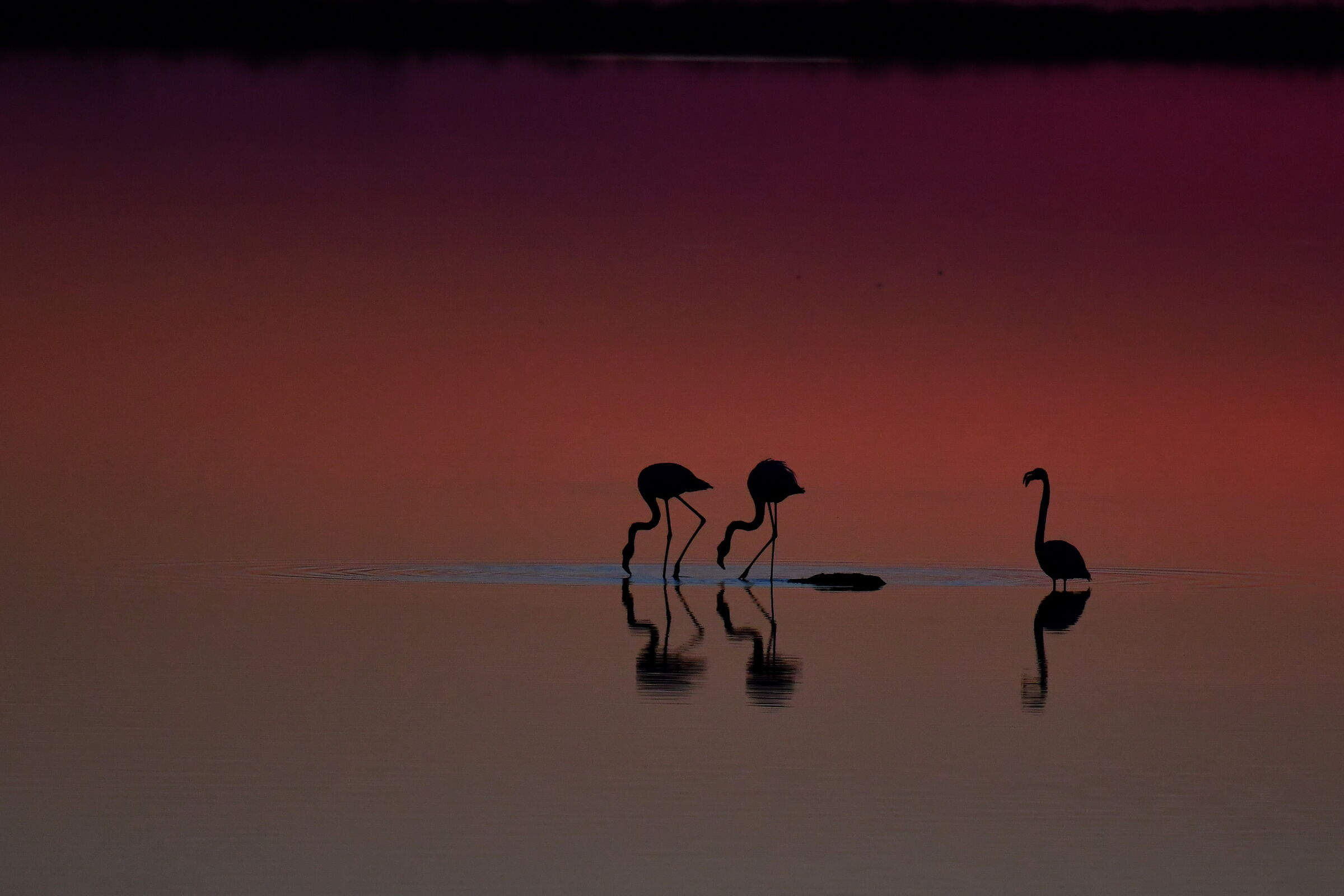 flamingos at sunset
