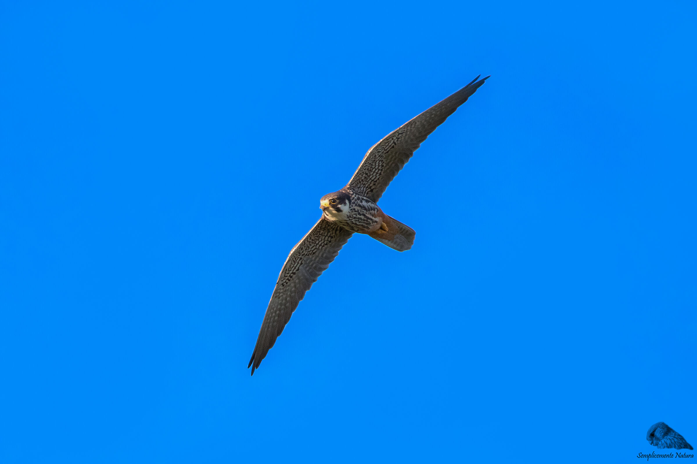 Lodolaio (Subbuteous Falcon)