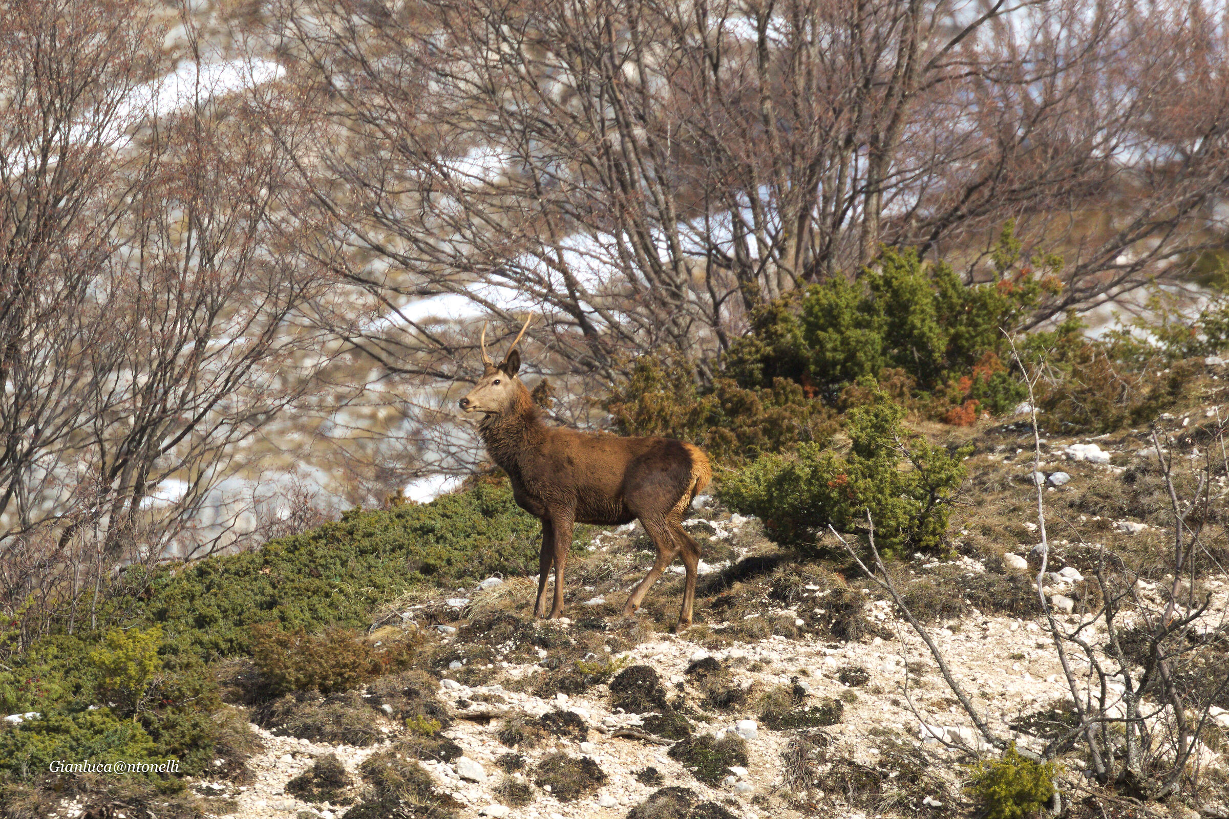 Deer
