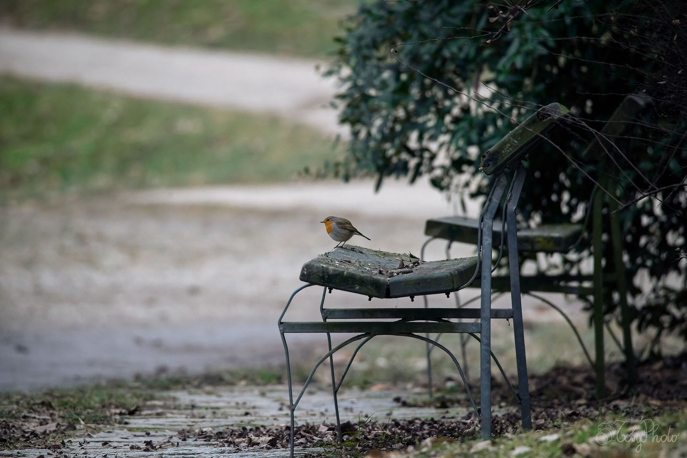 Little Lonely Feather