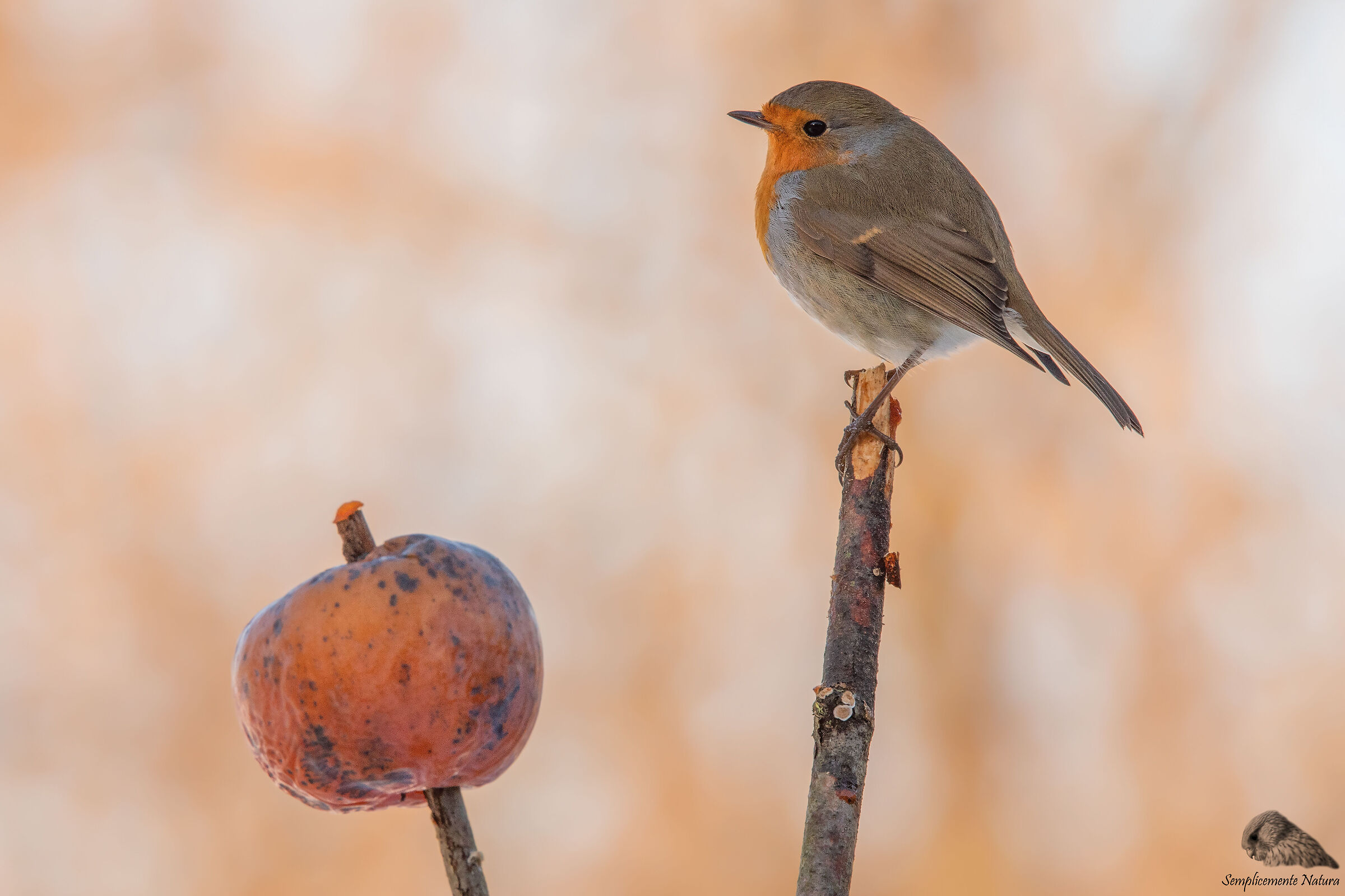 Robin (Erithacus rubecula)