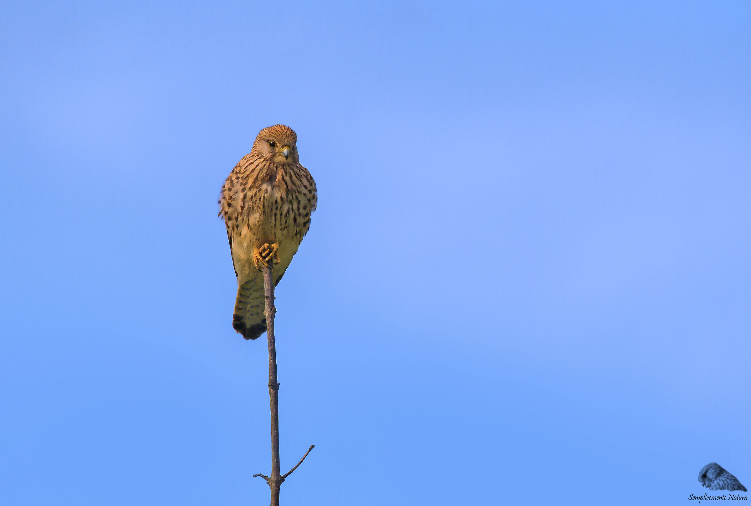 Gstreg (Falco tinnunculus)