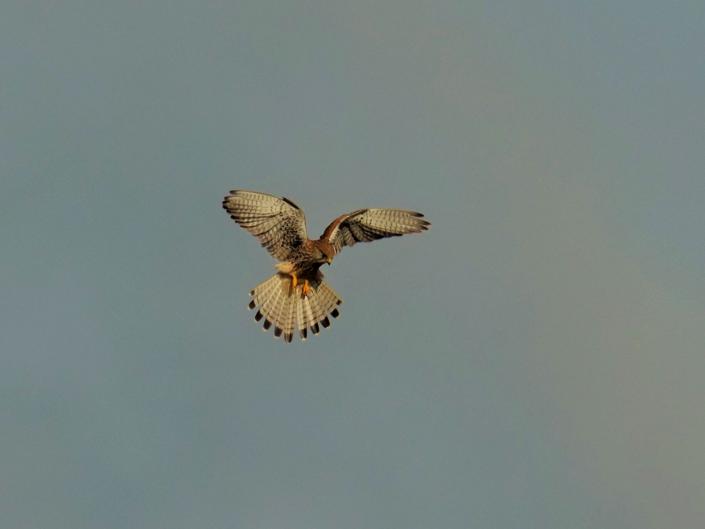 Lo "spirito santo" del Gheppio (Falco tinninculus)