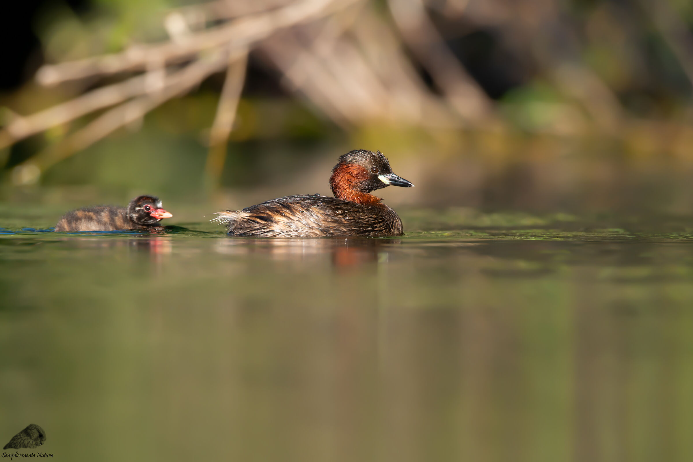 Tuft (Tachybaptus ruficollis)