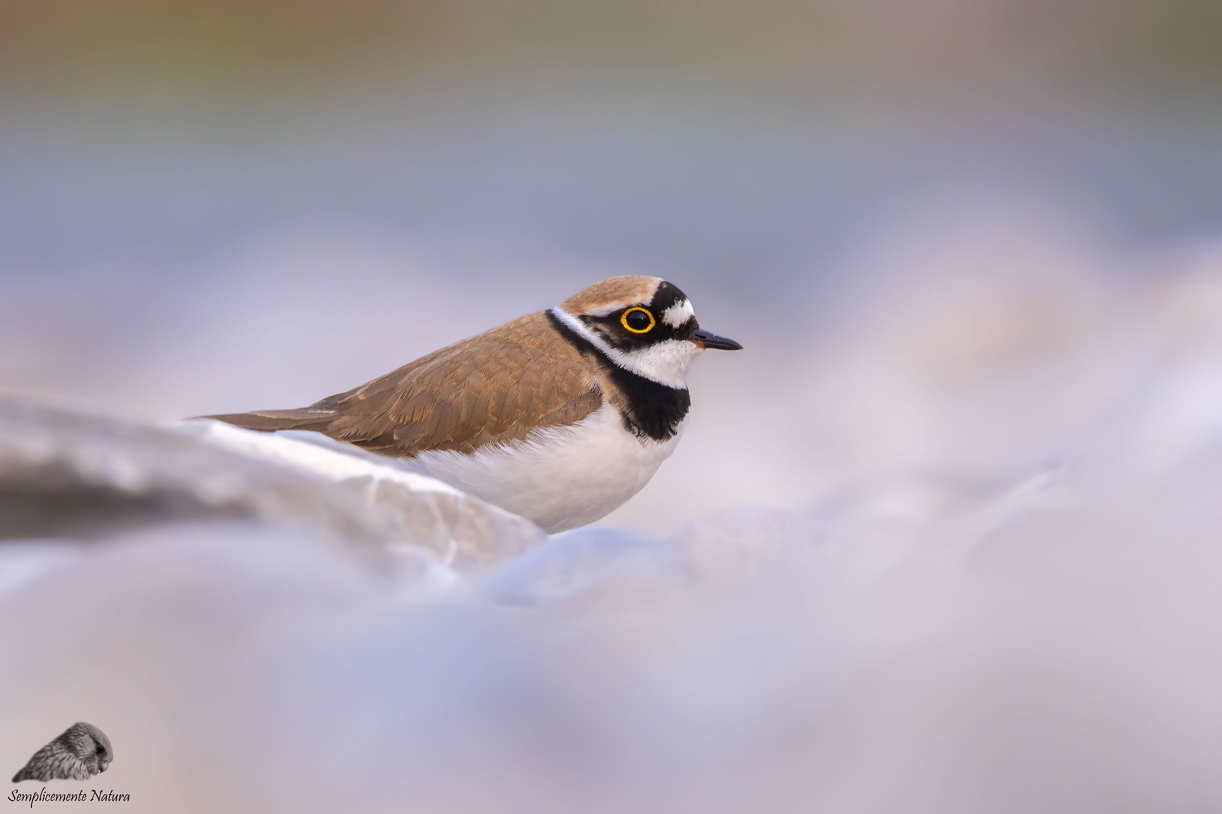 Small Courier (Charadrius dubius)