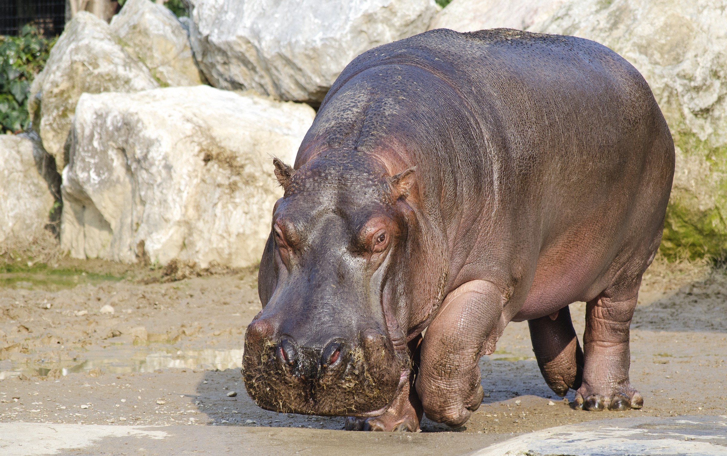 Hippo
