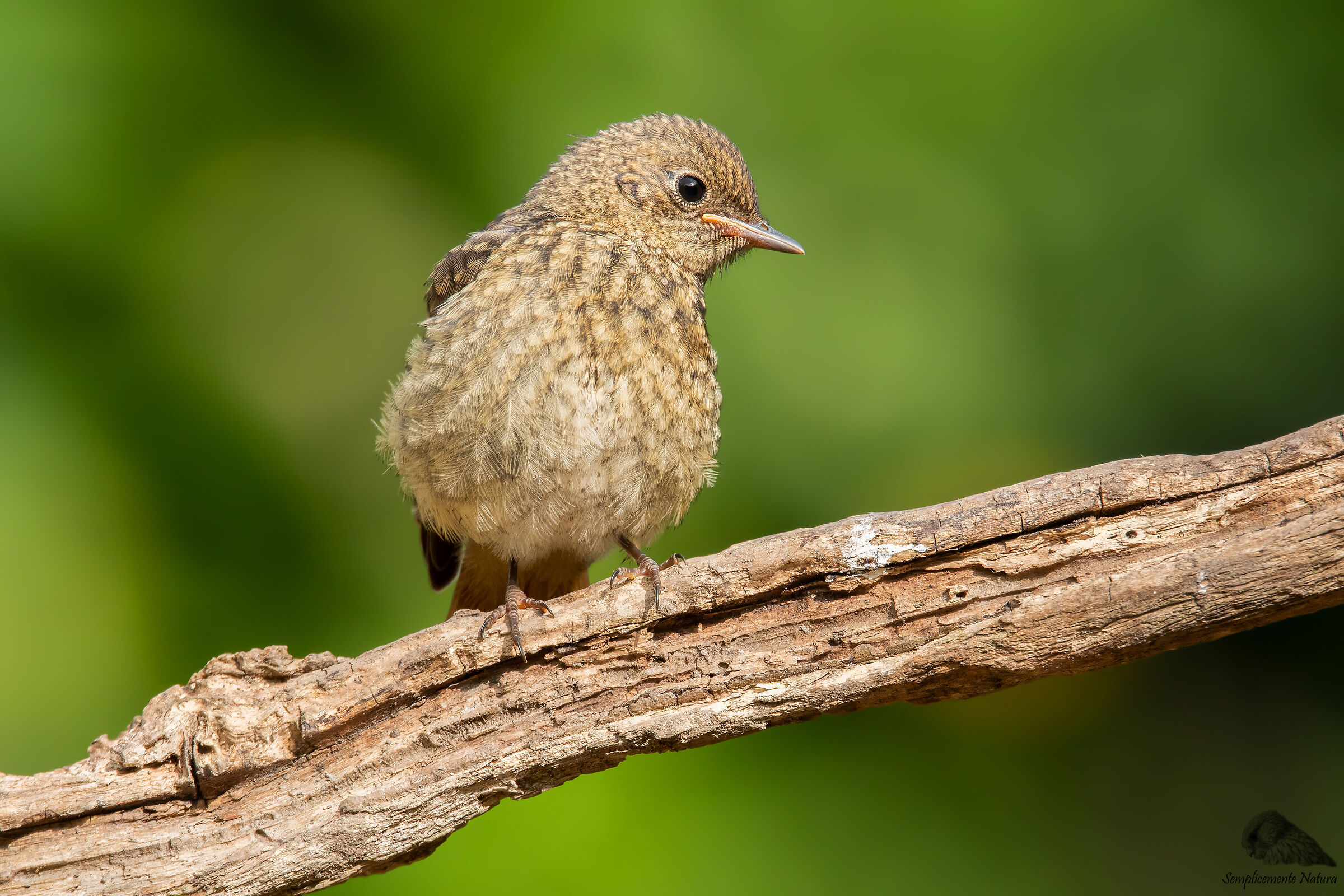 Young Codirosso (Phoenicurus phoenicurus)