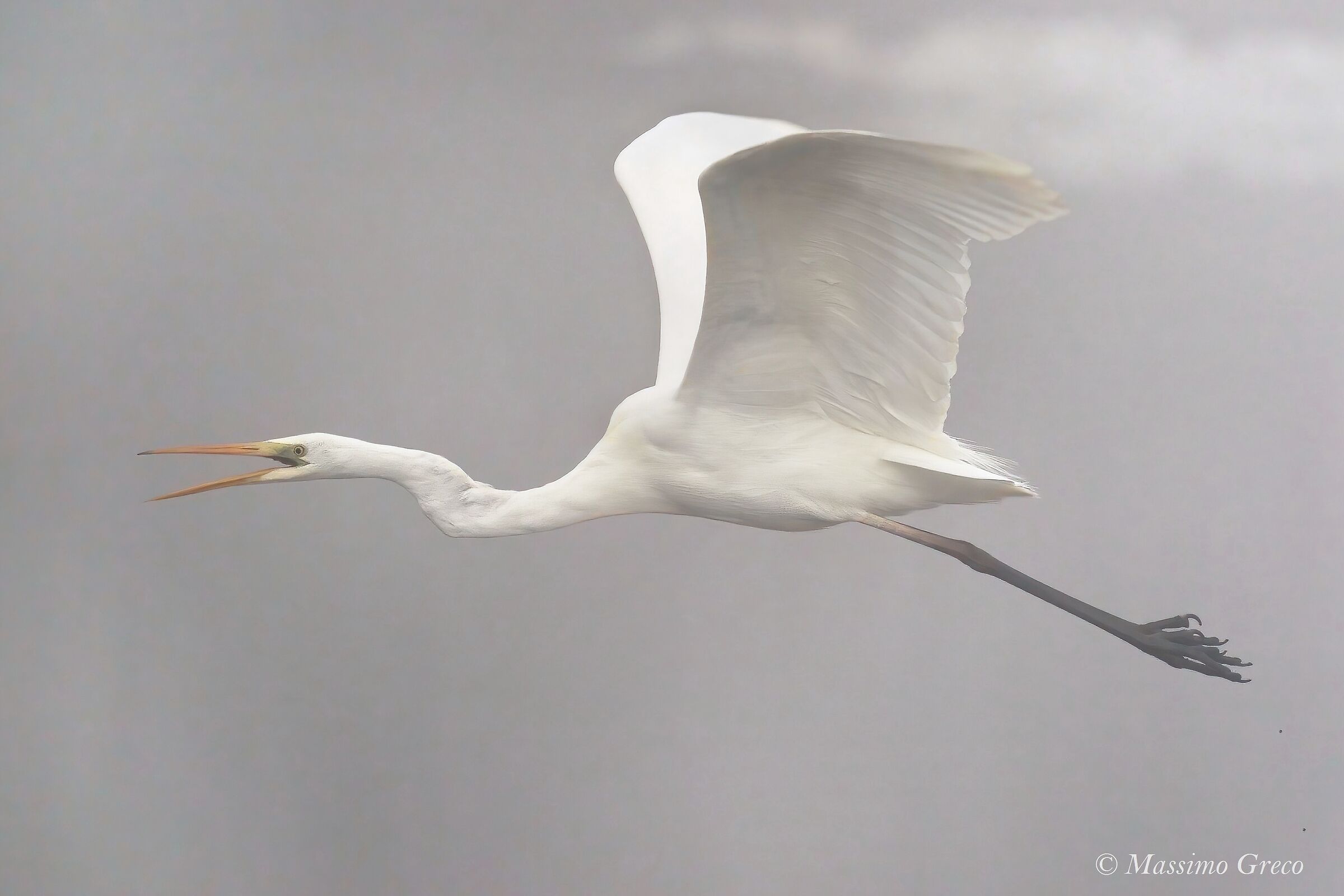 A Ghost in the Mist - Major White Heron