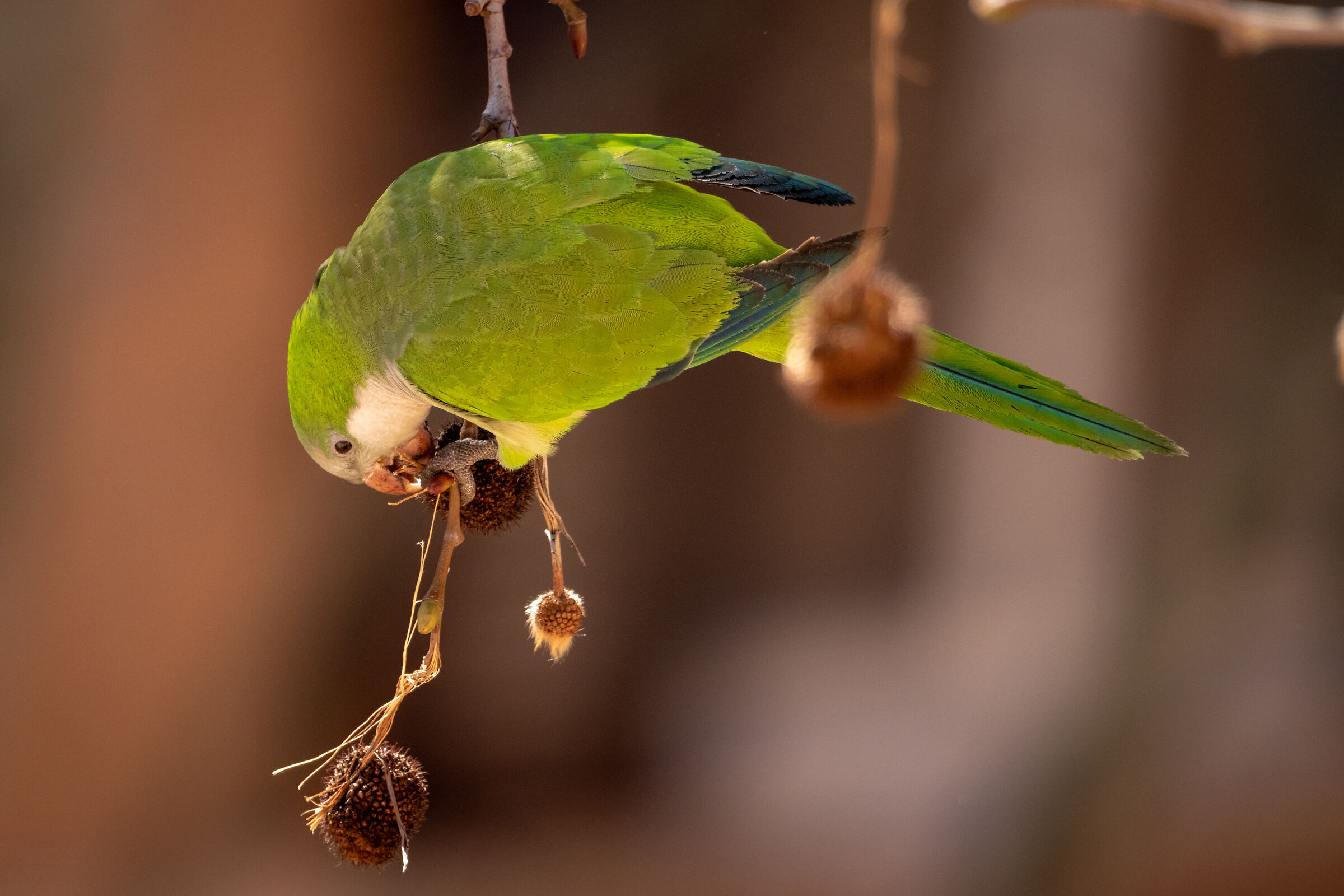 Monk parakeet