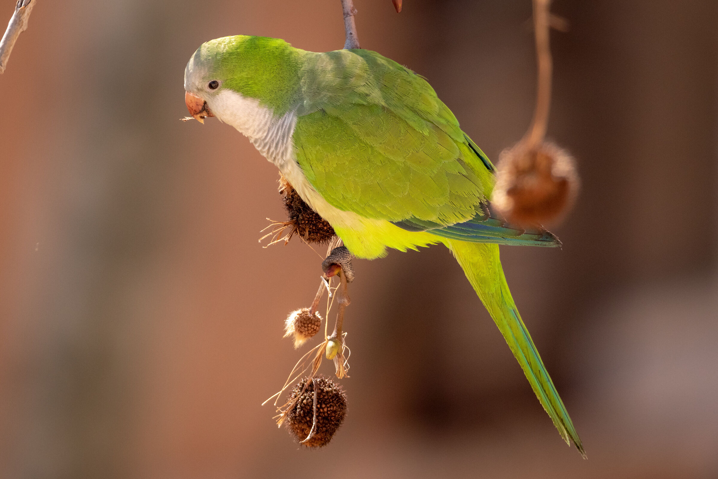 Monk parakeet