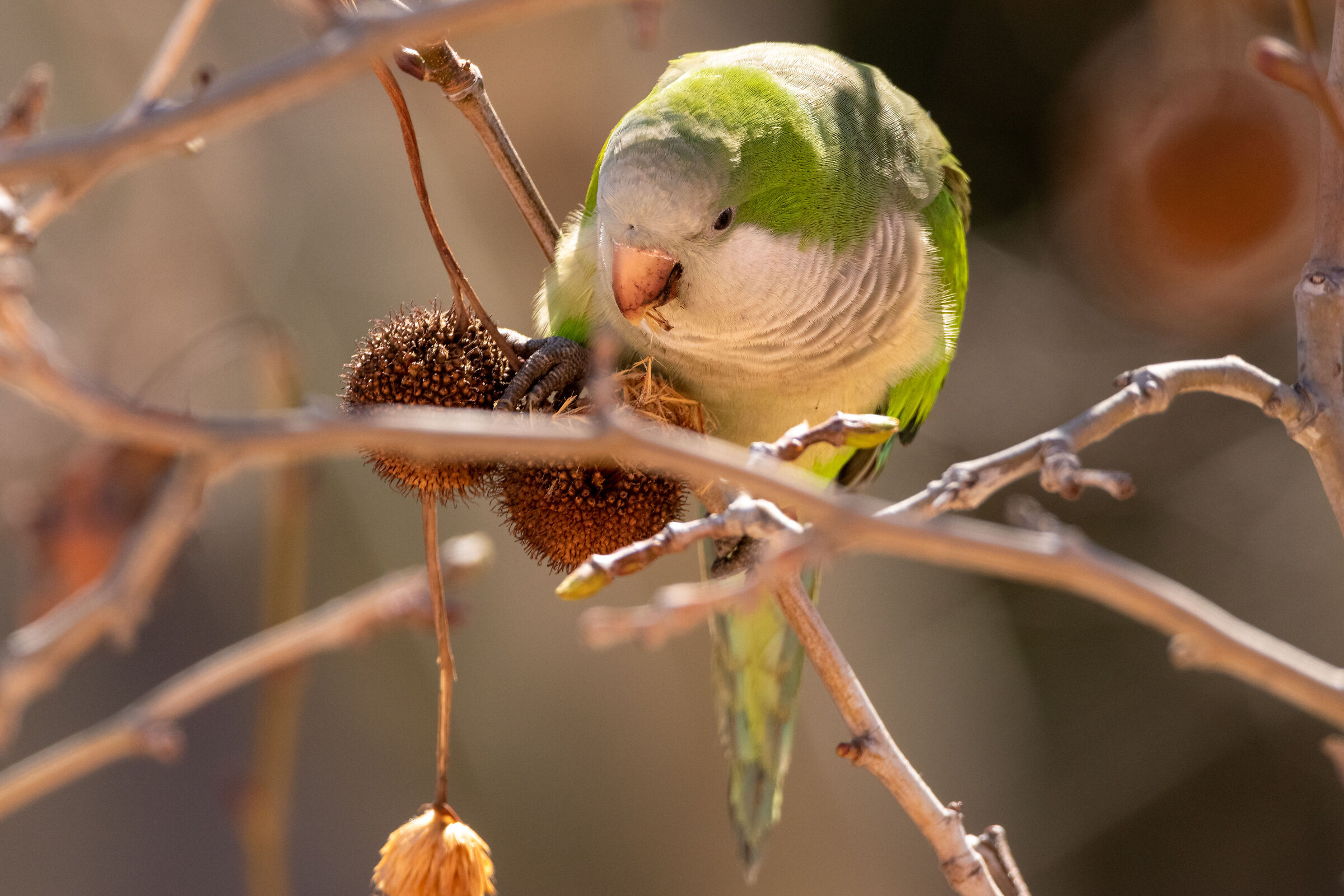 Monk parakeet