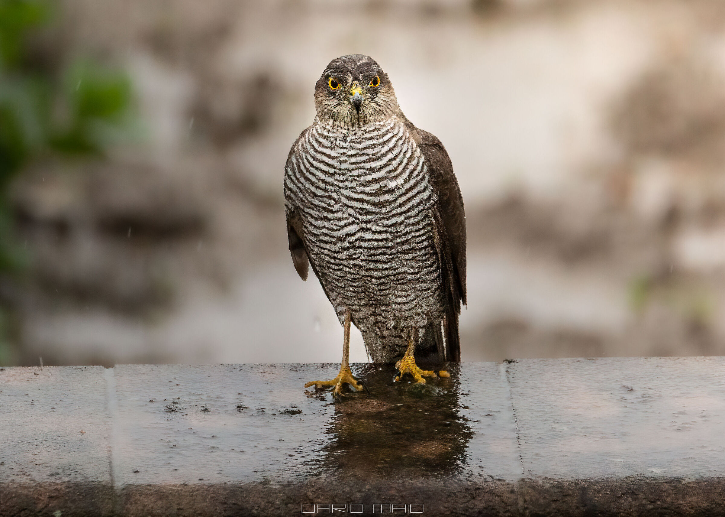 Lo sguardo ipnotico dello sparviere