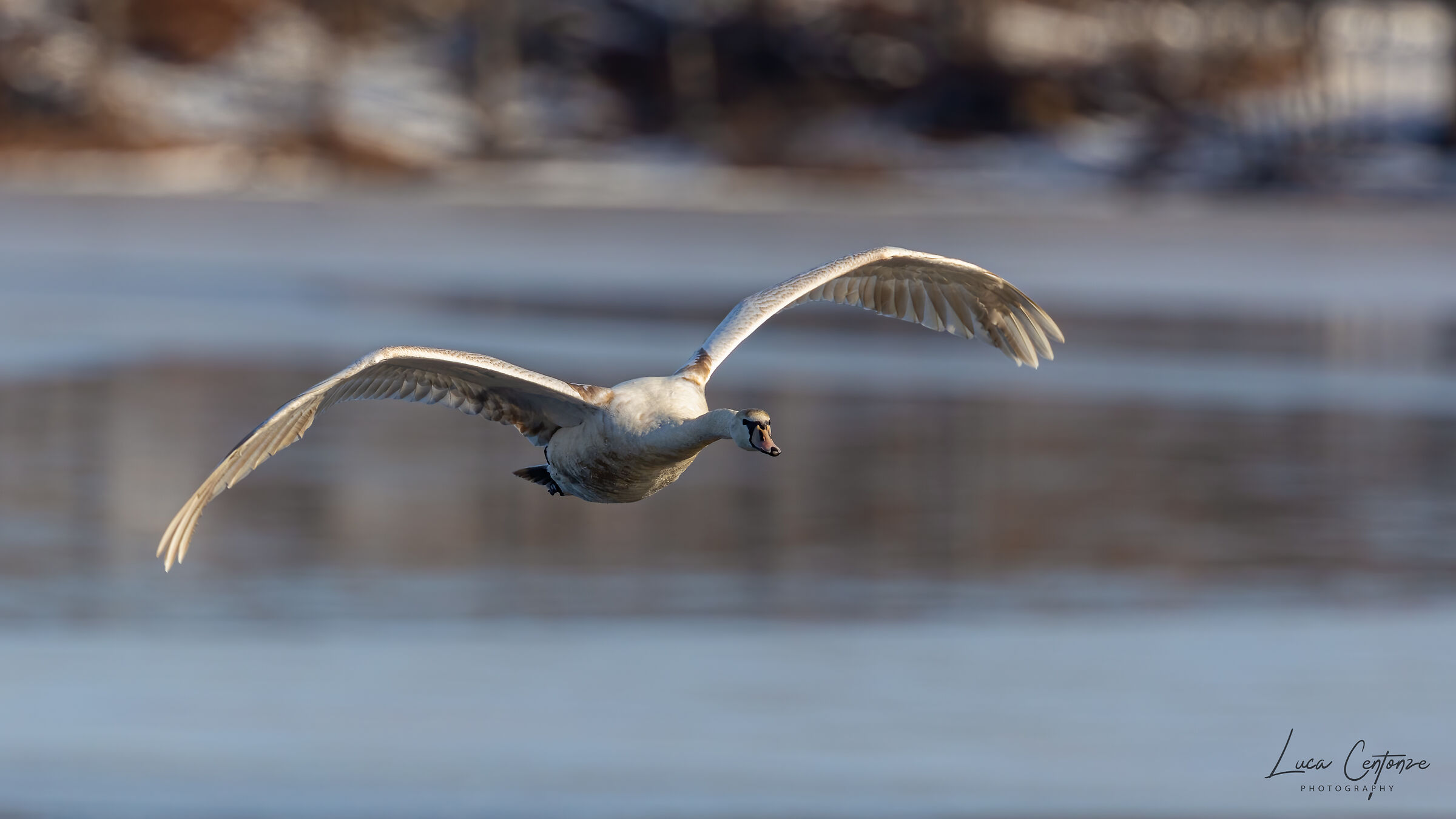 L'eleganza del Cigno