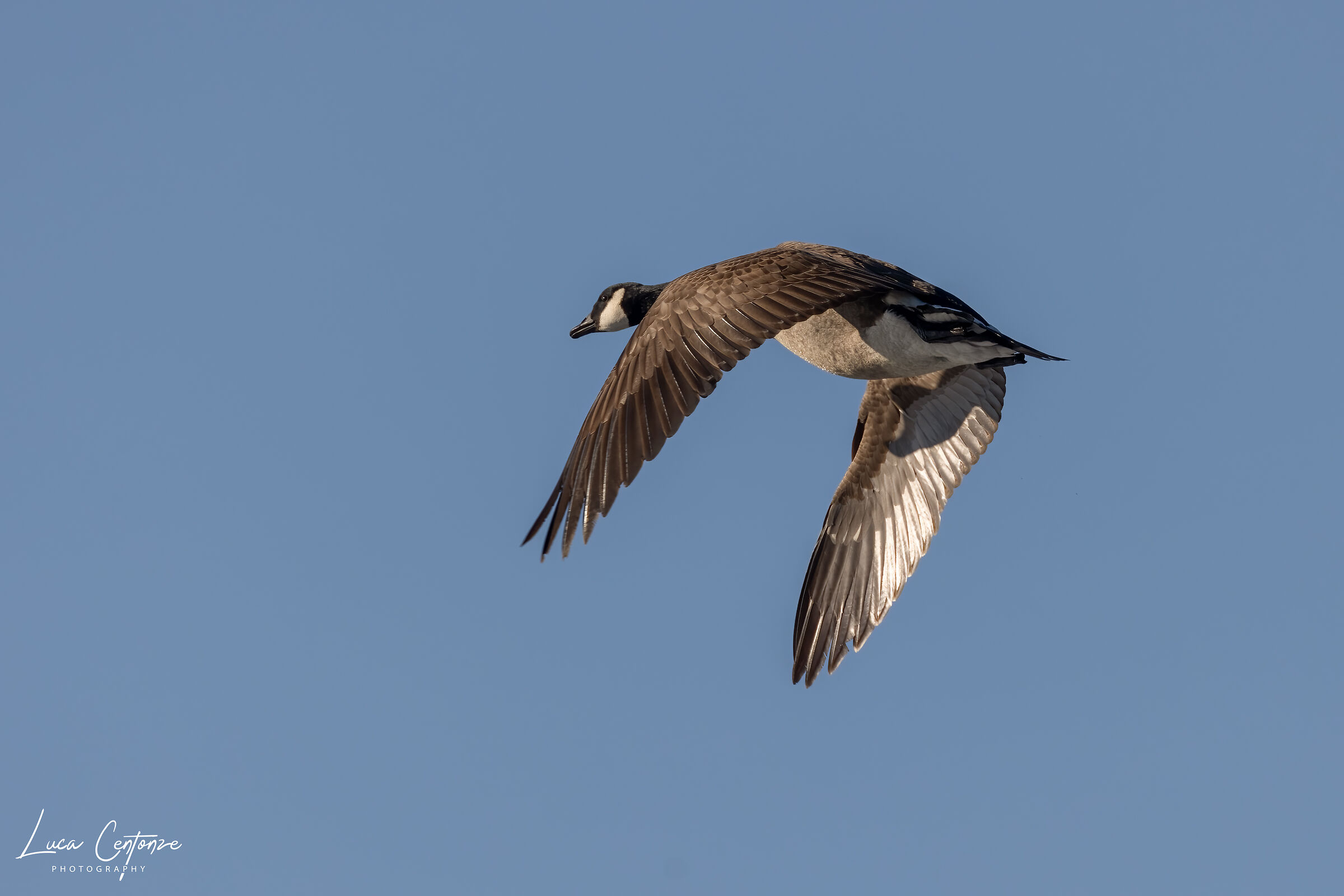 Oca Canadese in volo (Branta canadensis)