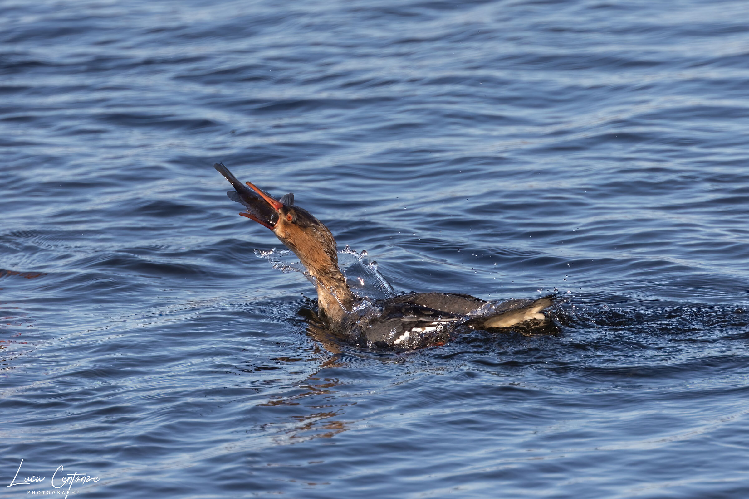 Common Merganser (Smergo maggiore)
