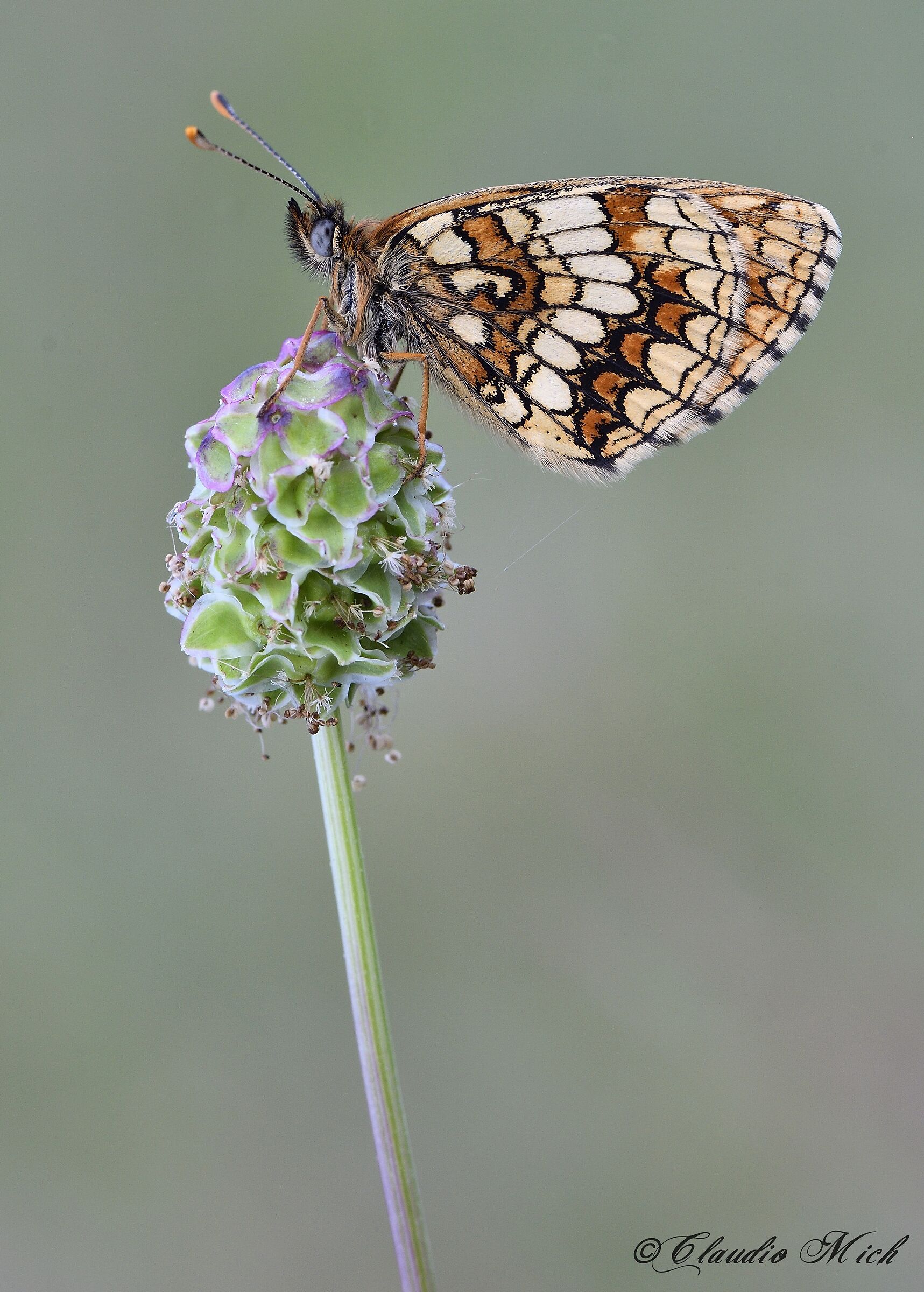 Melitaea athalia