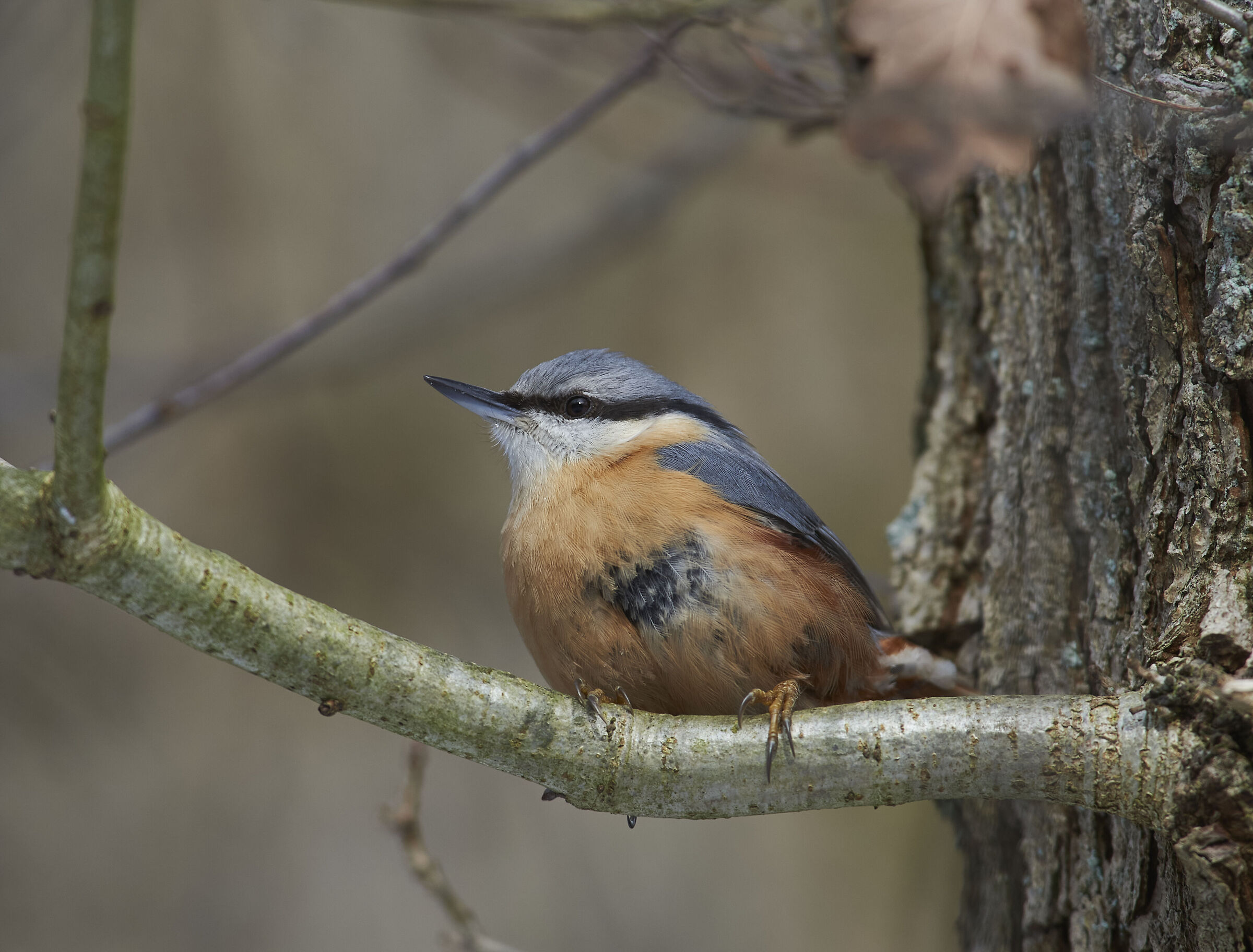 Nuthatč