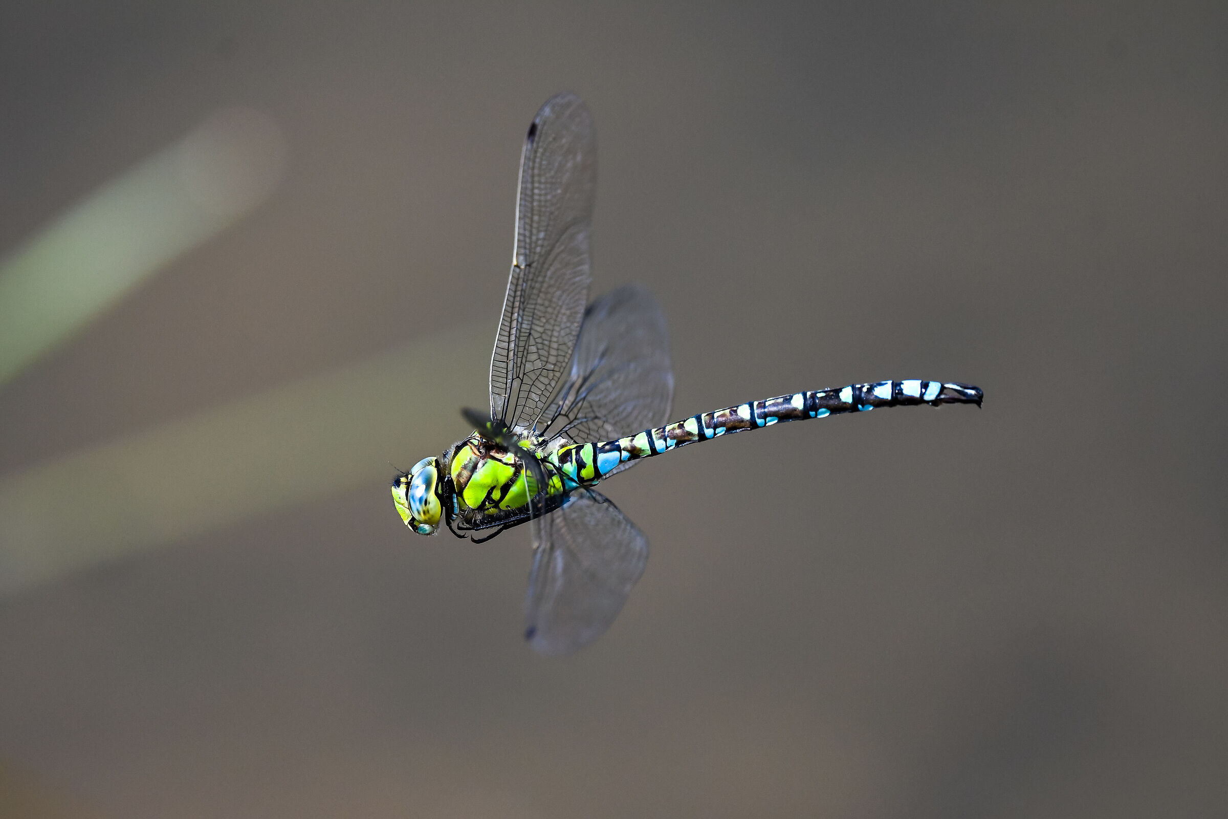 Aeshna cyanea Valtellina 12.09.2020