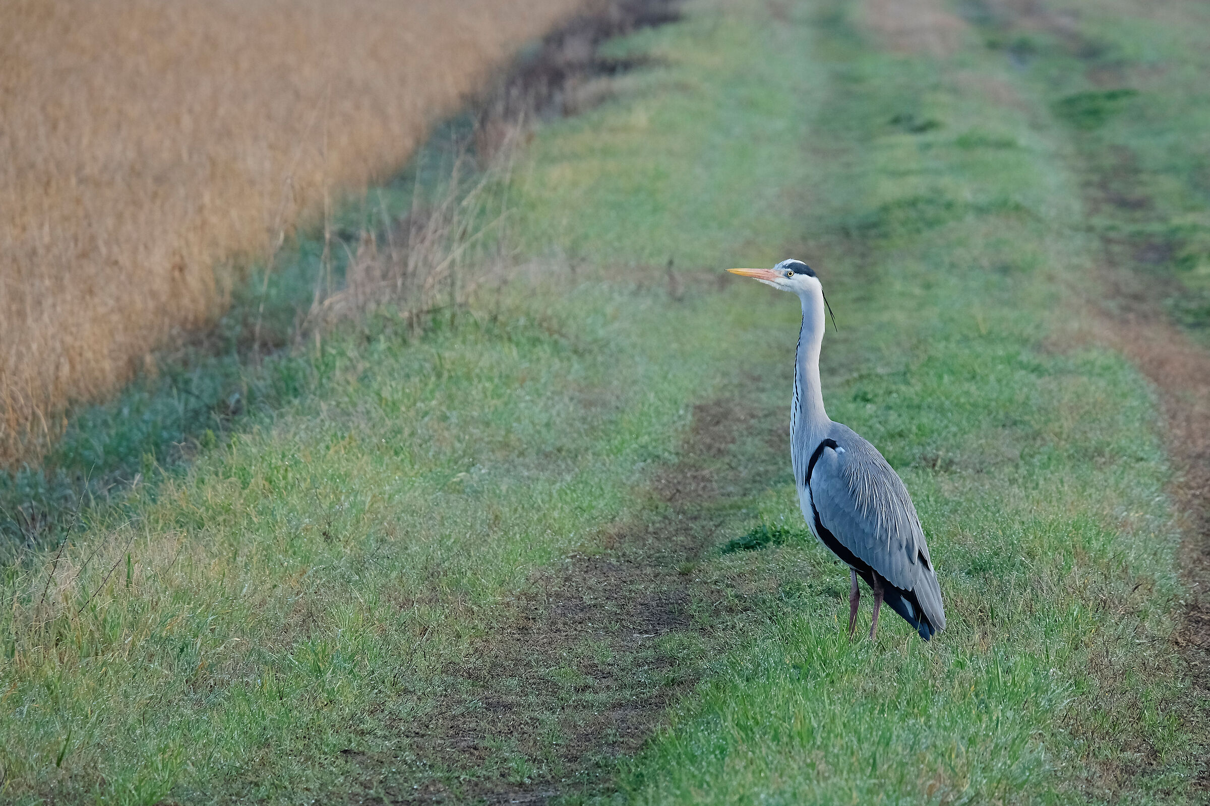 Sul ciglio della strada