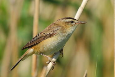 Acrocephalus schoenobaenus