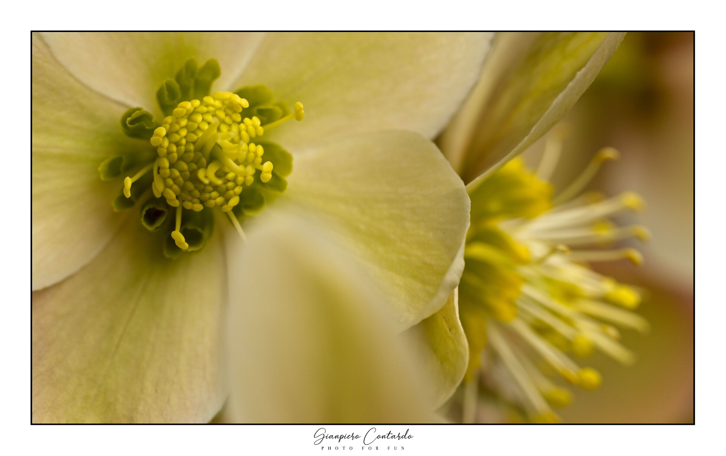 Fiore