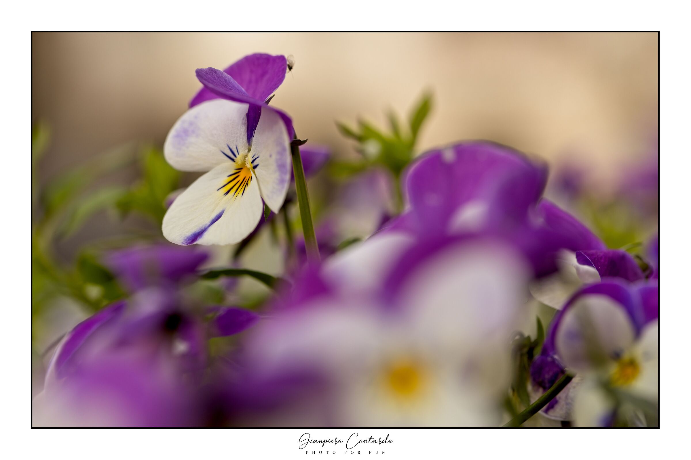 Fiore