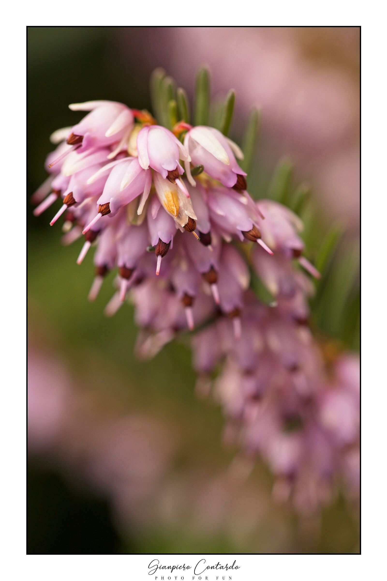 Fiore