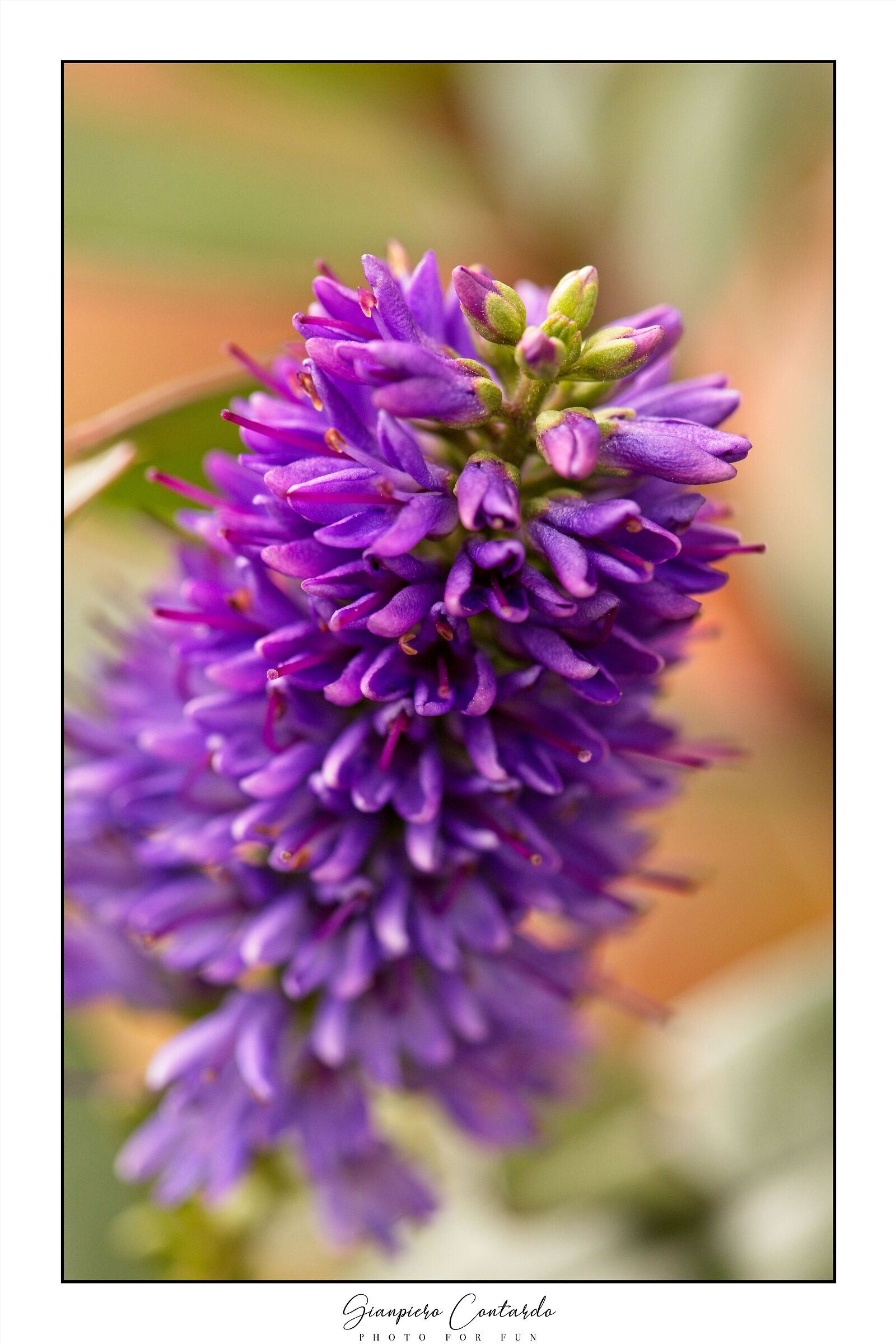 Fiore