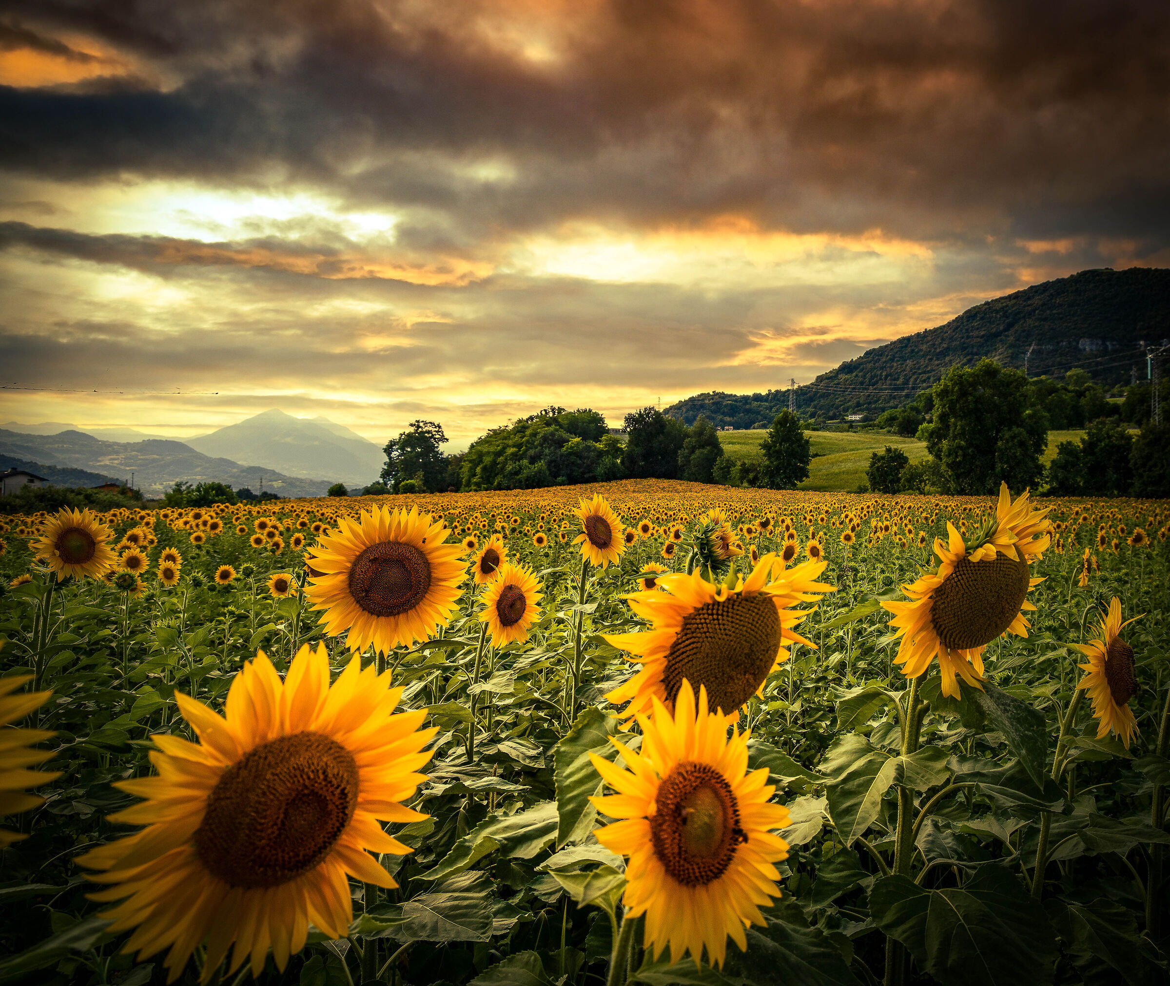 Sunflowers
