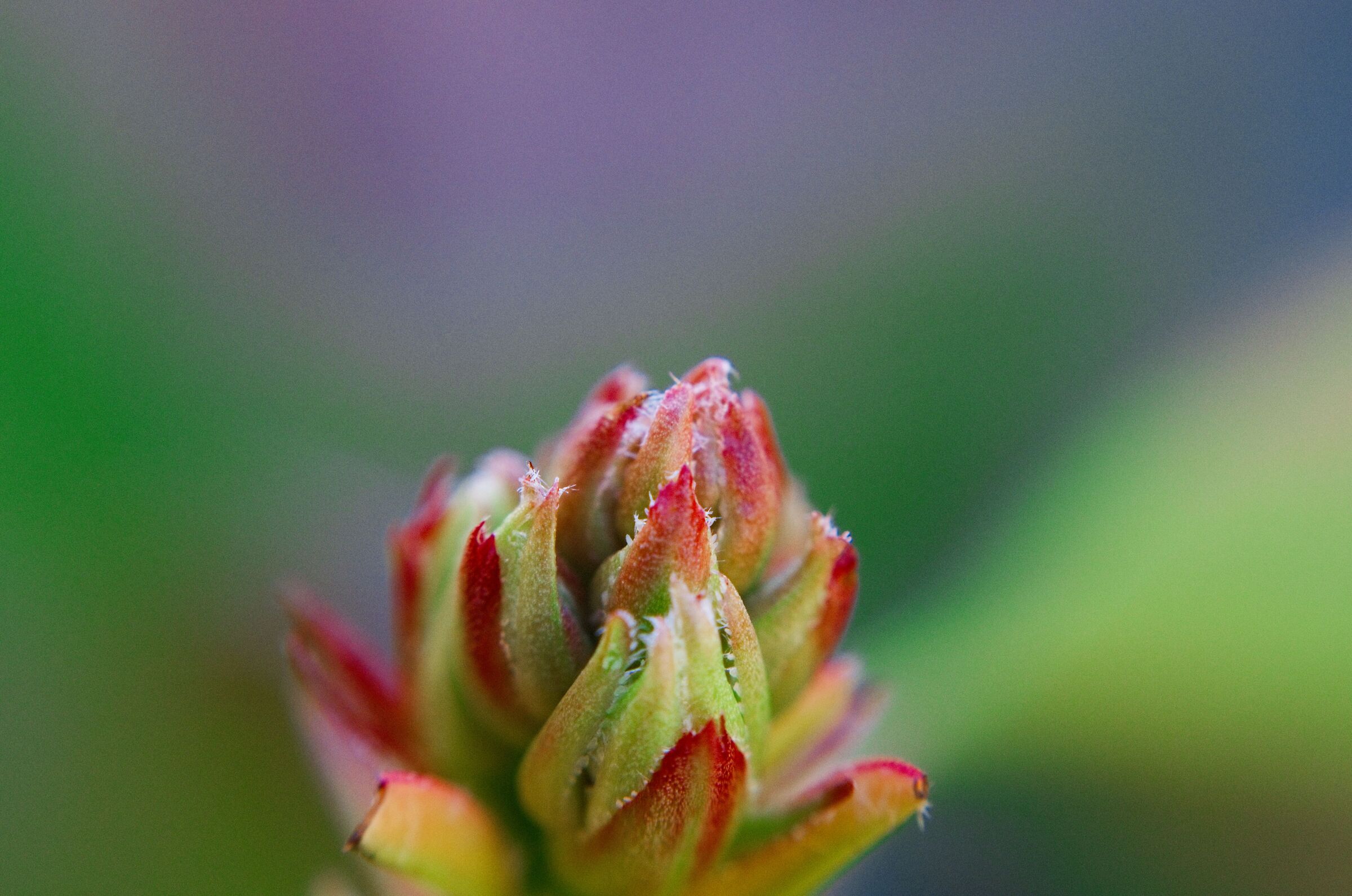 Photinia in February...