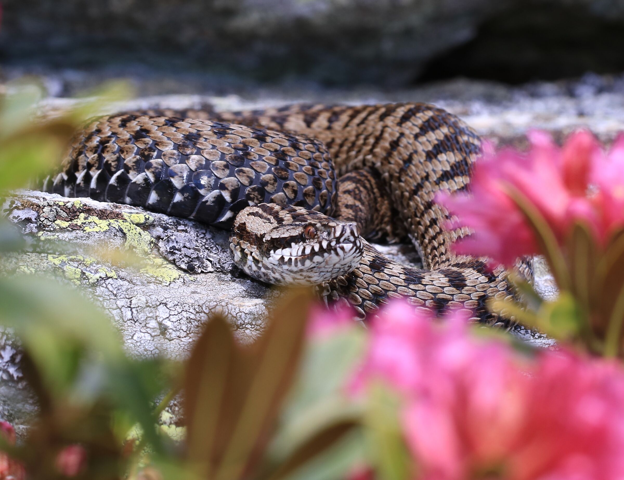 Vipera walser, femmina