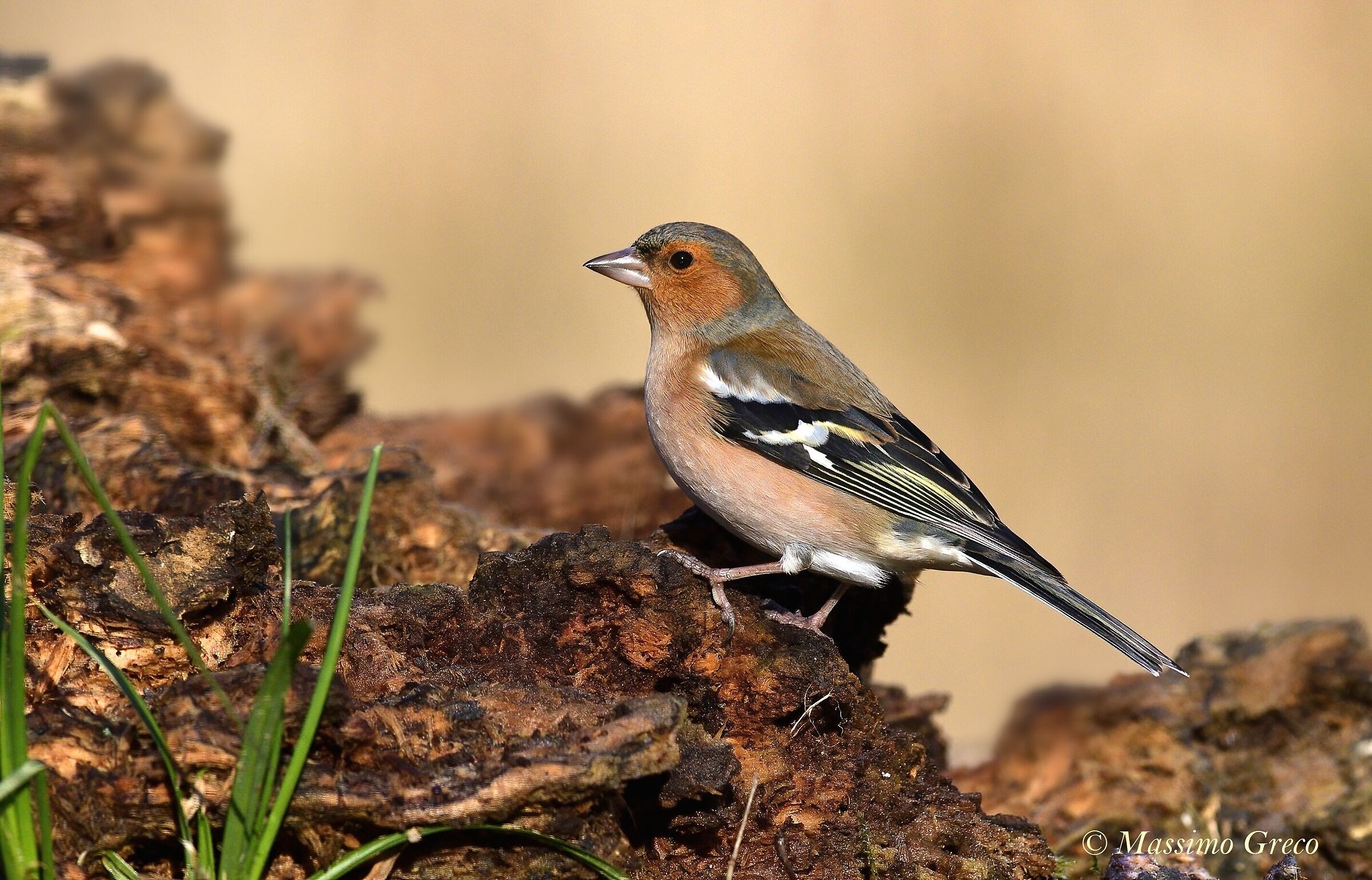 Chaffinch