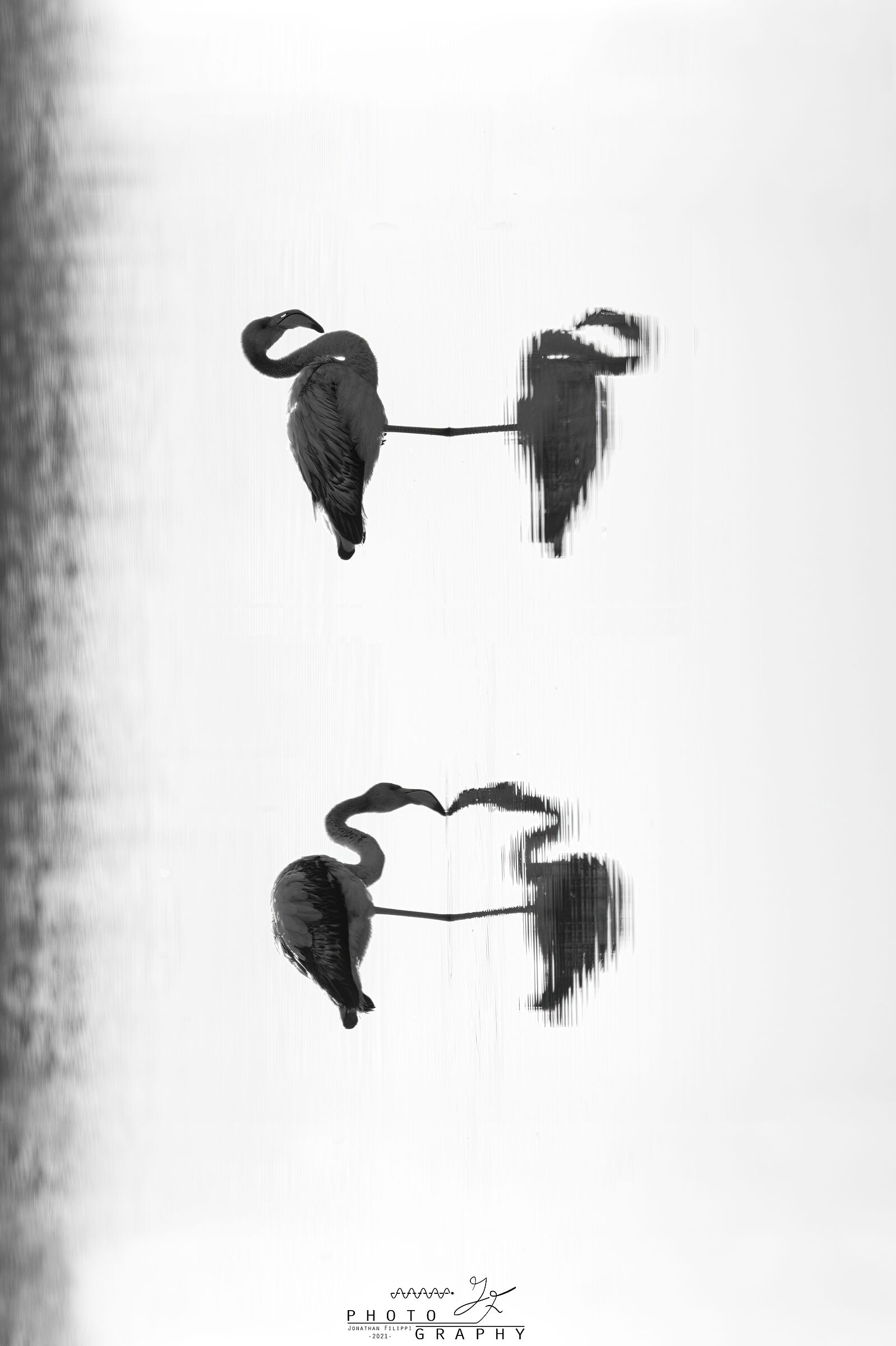Flamingo reflections