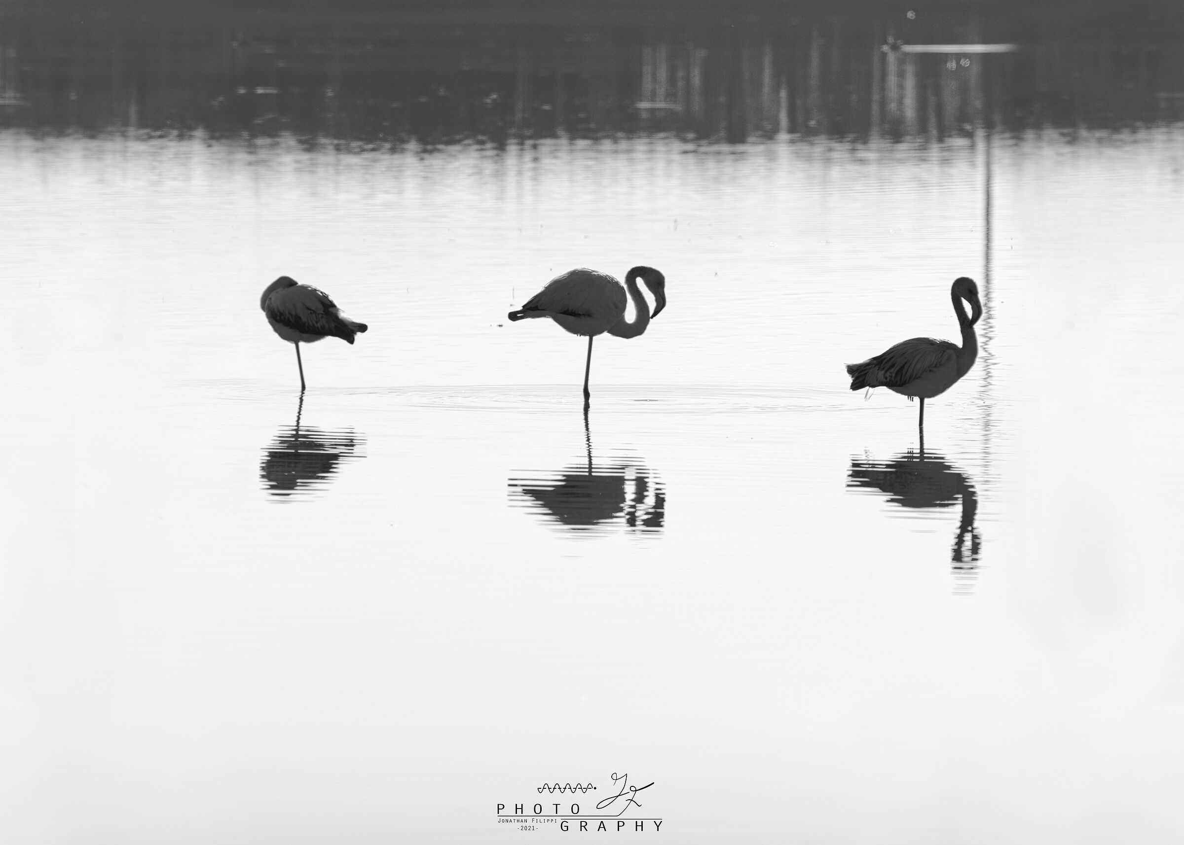 Flamingo reflections