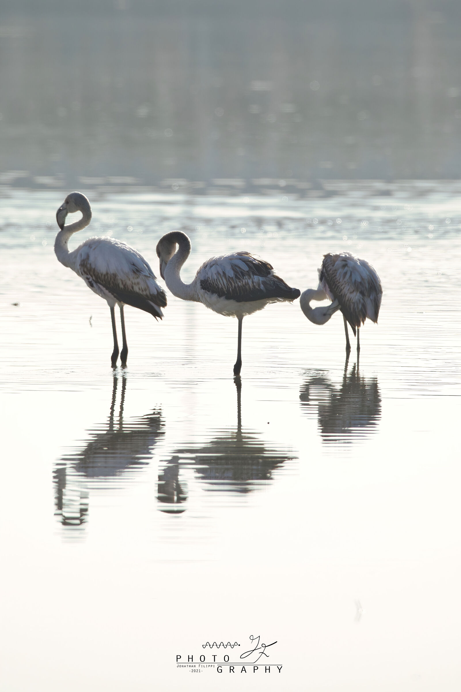 Flamingo reflections