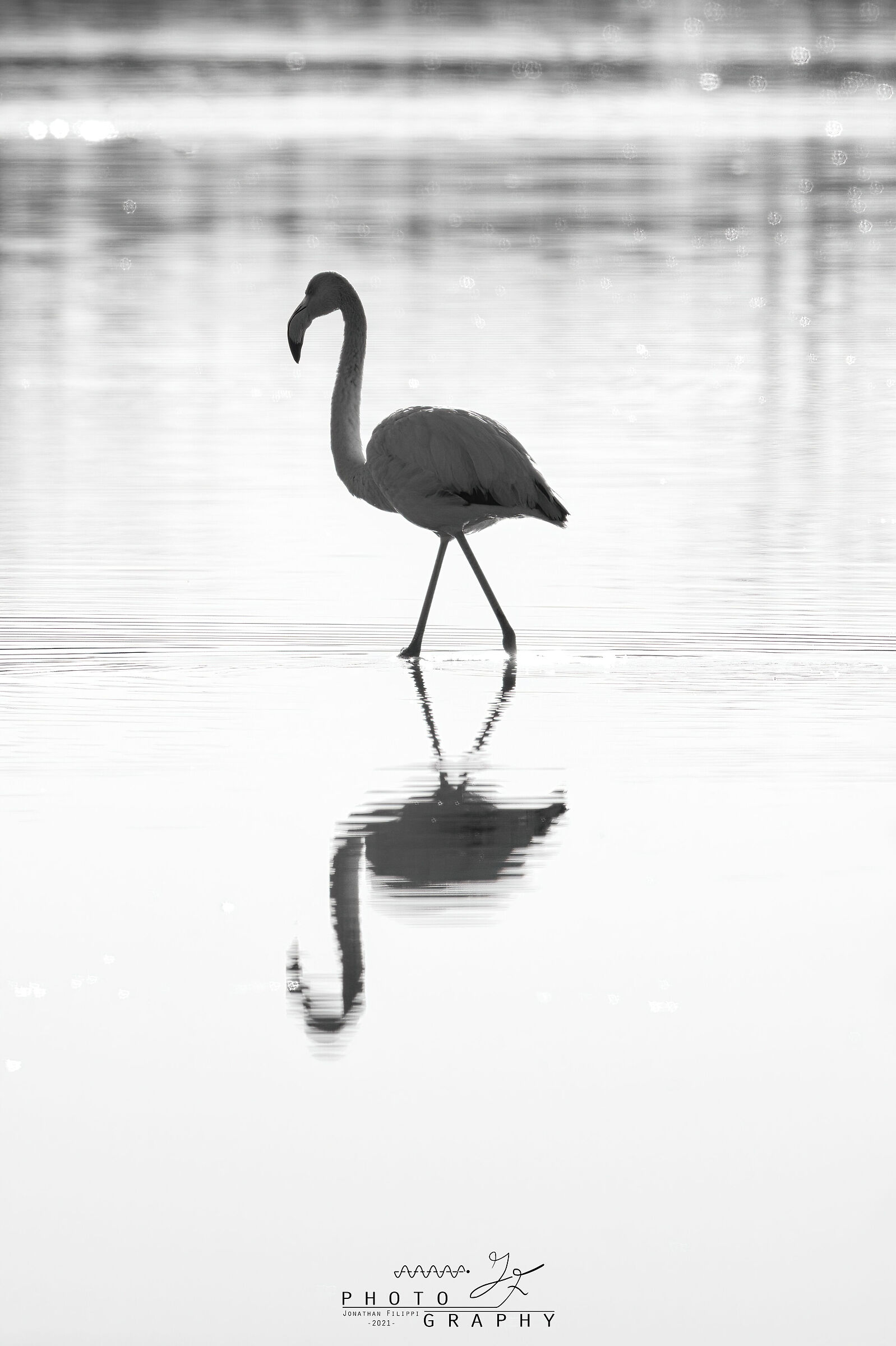 Flamingo reflections