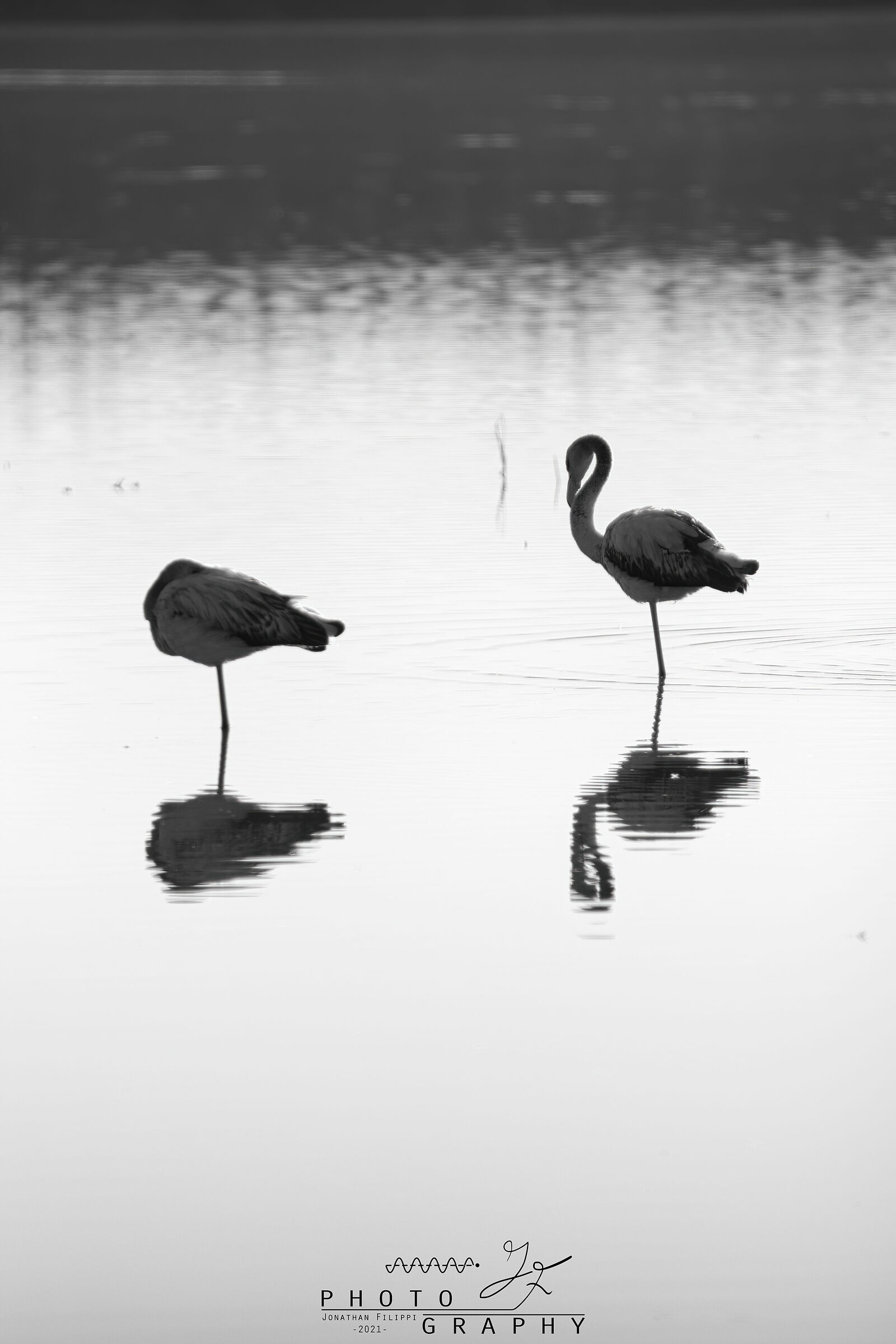 Flamingo reflections
