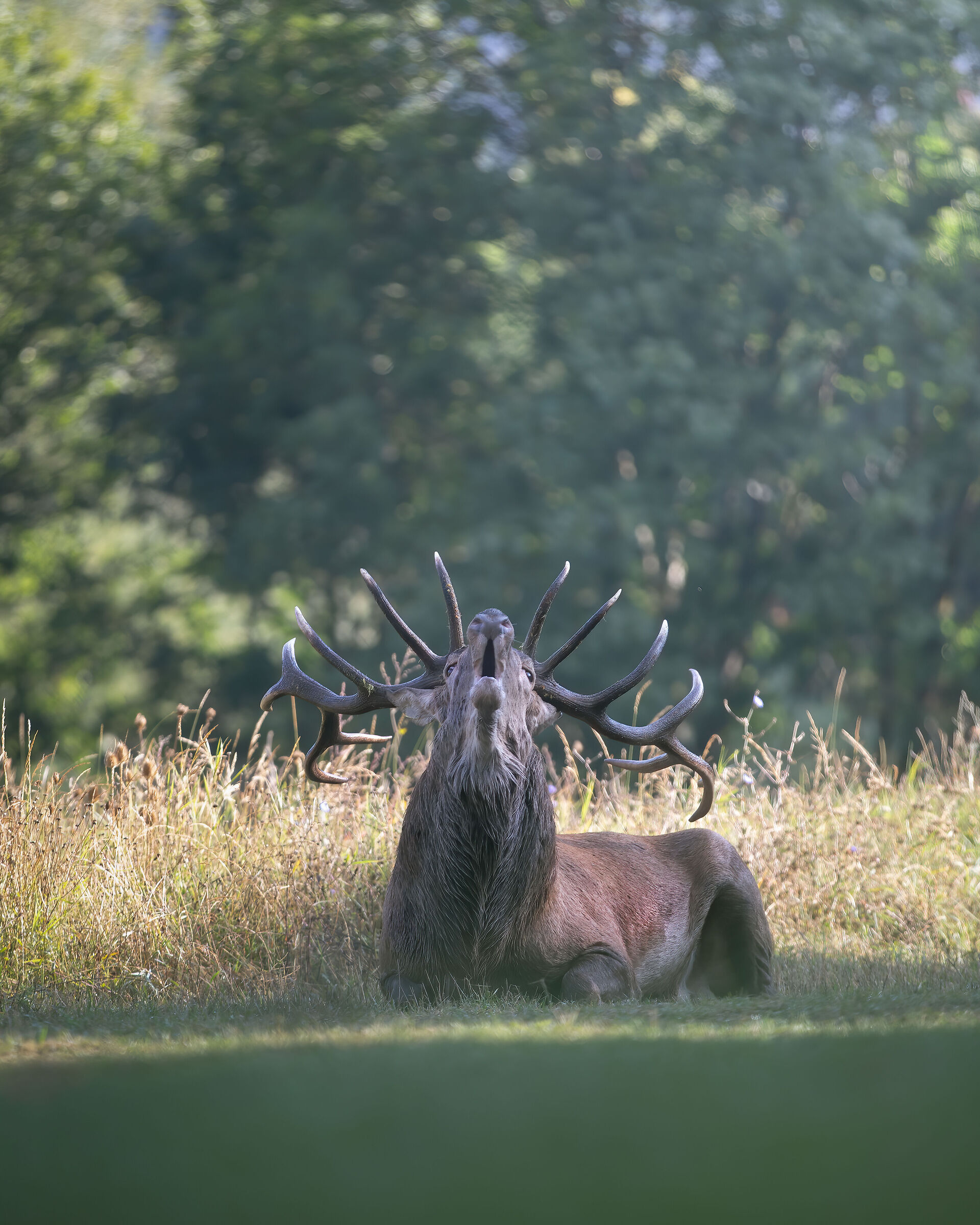Screaming against the sky