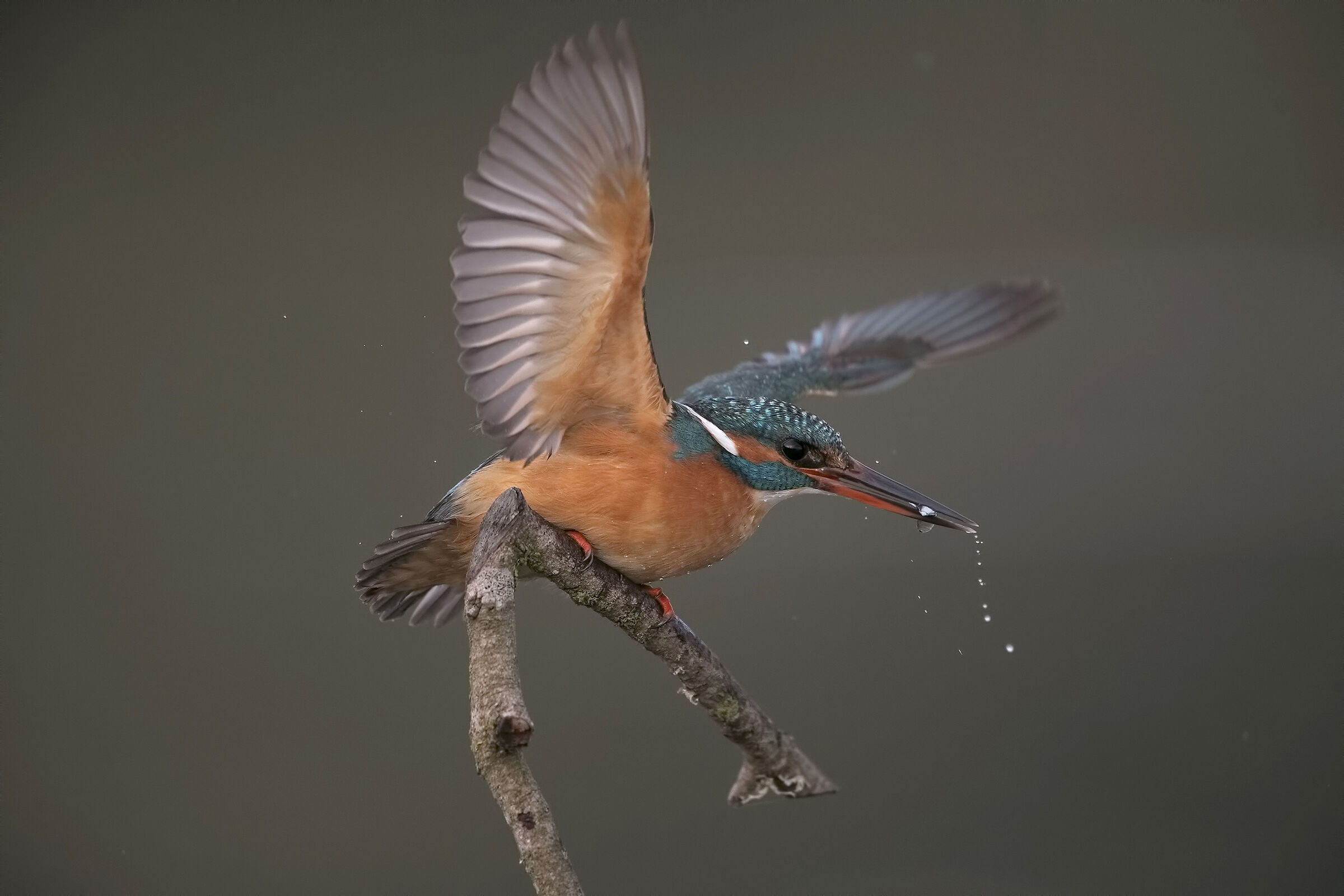 Martina ai primi chiarori