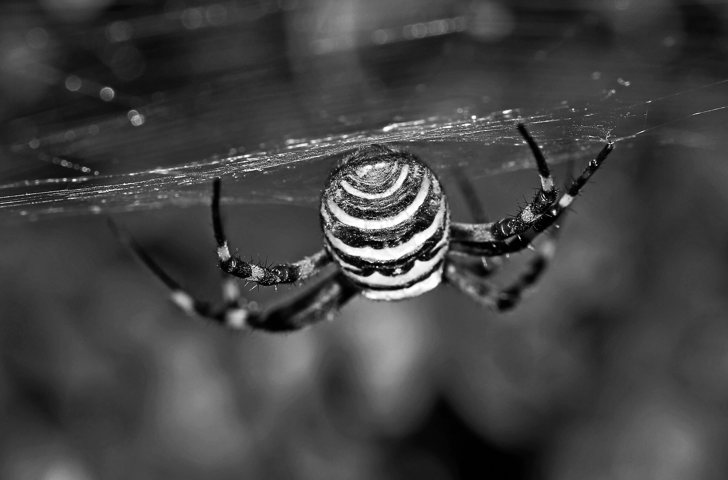 Argiope black and white